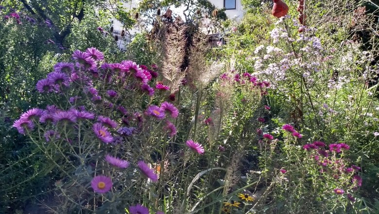 A blooming garden with purple and pink flowers, surrounded by green plants and a house in the background.