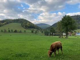 Kuh + Aussicht, © Wienerwald