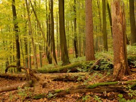 Die Kernzone des BPWW, © Wienerwald Tourismus GmbH / G.Waiss