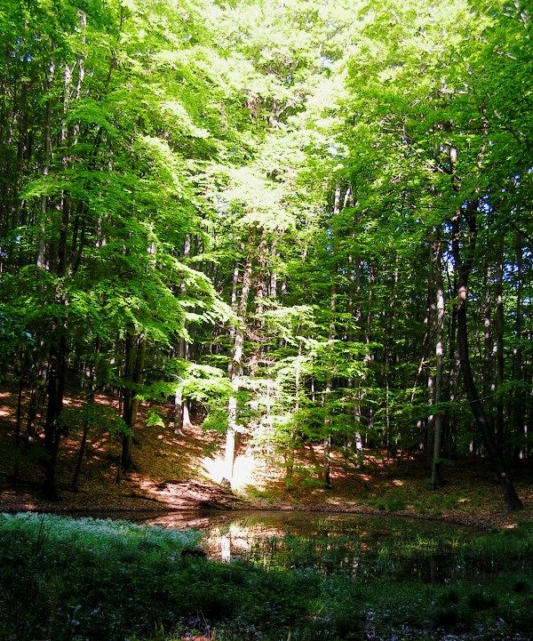 Ein sonnendurchfluteter Wald mit einem kleinen Teich im Vordergrund.