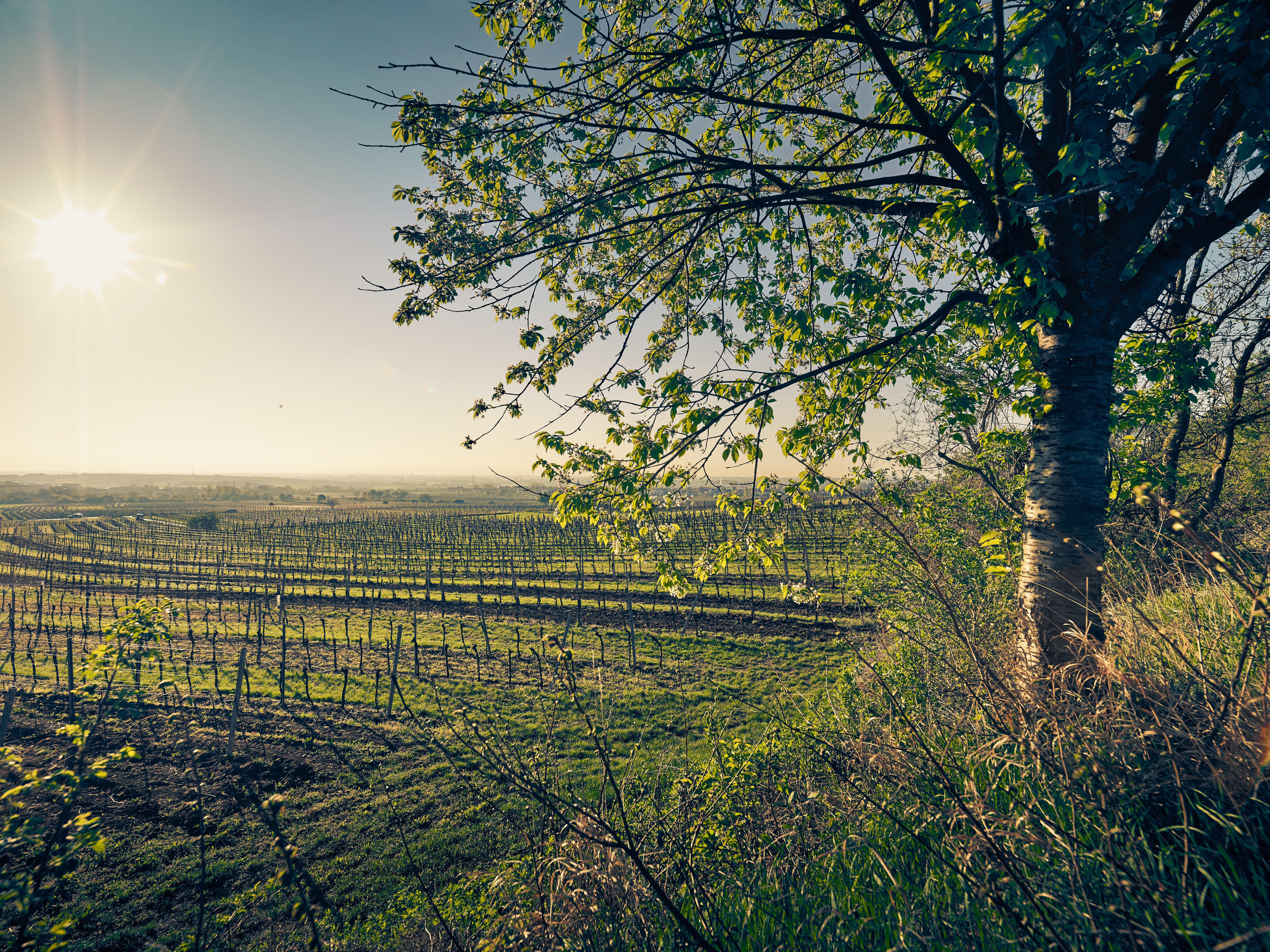 Im Frühling erblüht die Landschaft im Wienerwald in einem satten Grün, während die sanften Hügel die Weinfelder umarmen. Die warmen Sonnenstrahlen tauchen die Szenerie in ein goldenes Licht und laden zu erholsamen Spaziergängen ein.
