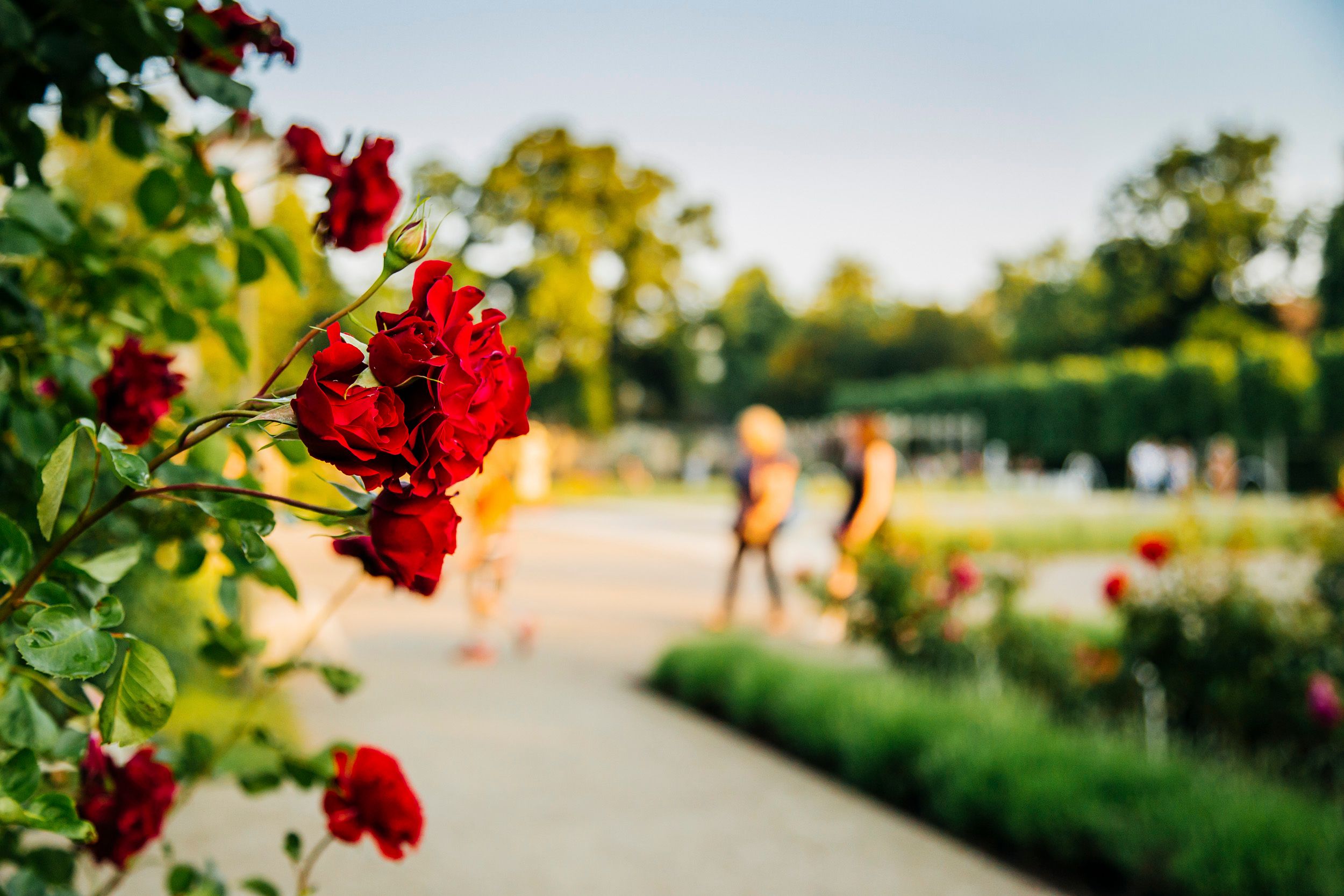 Badener Rosarium