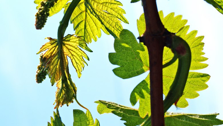 Weinfrühling, © Paul Landl