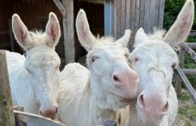 Baroque donkey, &copy; Martha Sprengnagel