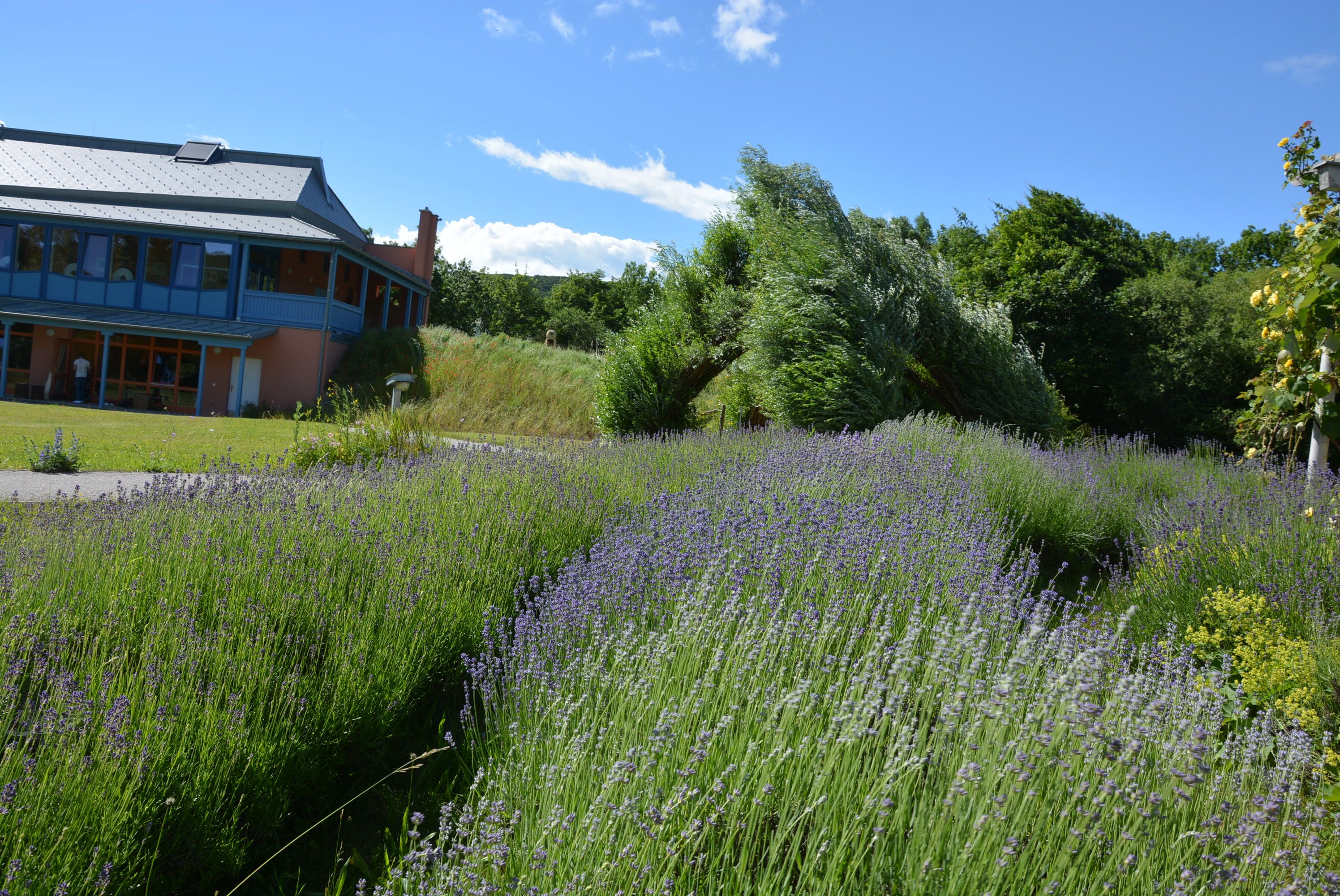 Ein Gebäude neben einem Lavendelfeld unter blauem Himmel.