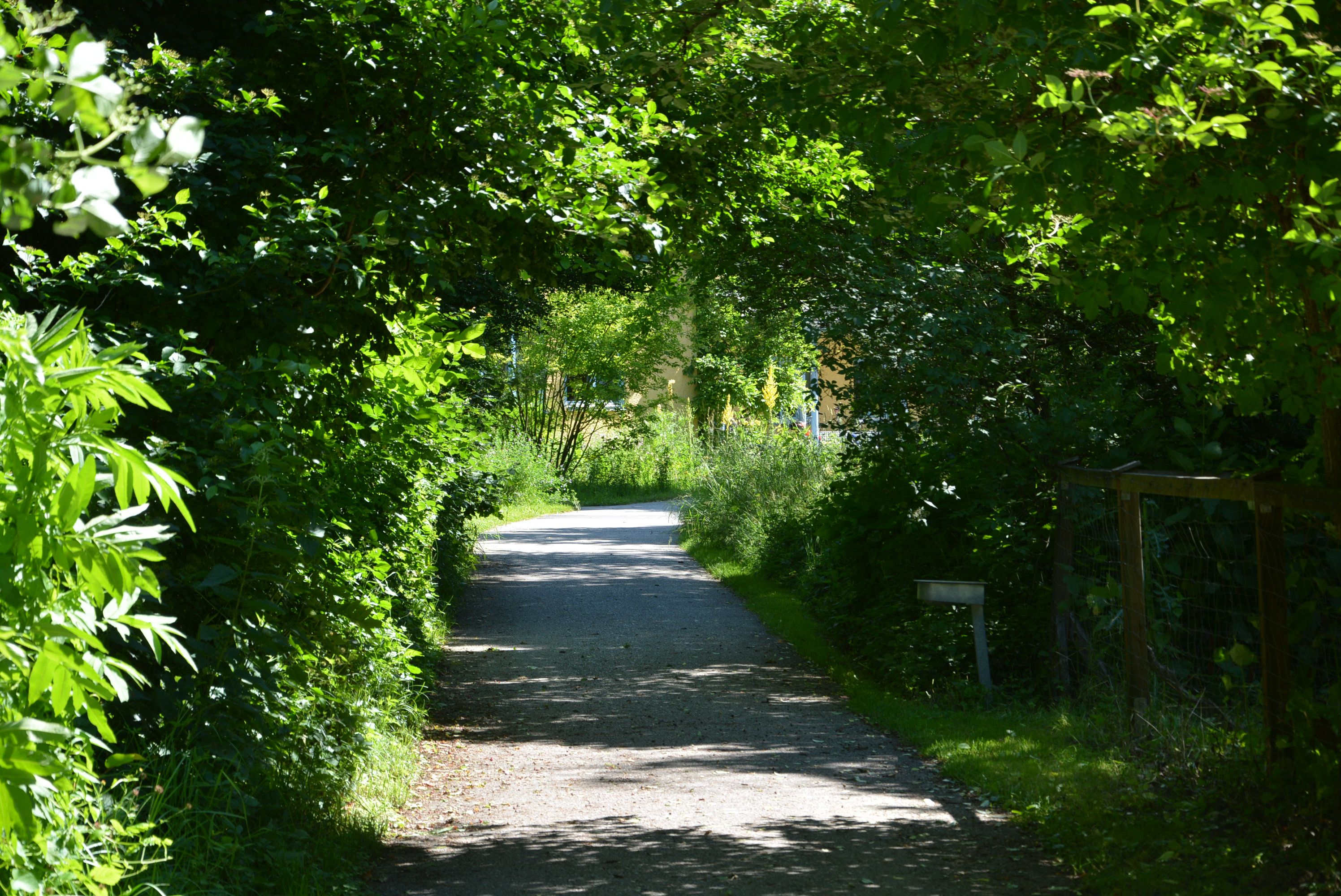 Ein schattiger Weg durch einen grünen, bewachsenen Tunnel aus Bäumen und Sträuchern.
