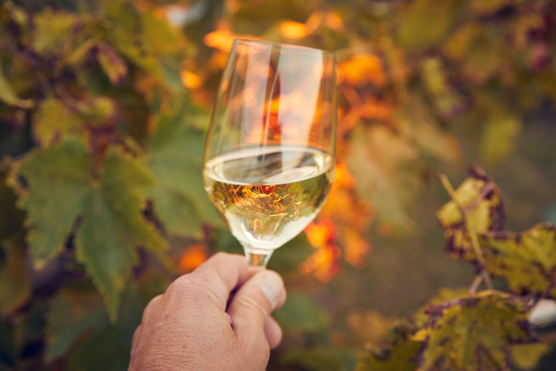 Ein Glas erfrischender Weißwein funkelt im Sonnenlicht, während die bunten Blätter der Weinreben im Hintergrund leuchten. Die Atmosphäre ist geprägt von der warmen Brise und dem Duft reifer Trauben, die den Sommer in den Weinbergen unvergesslich machen.