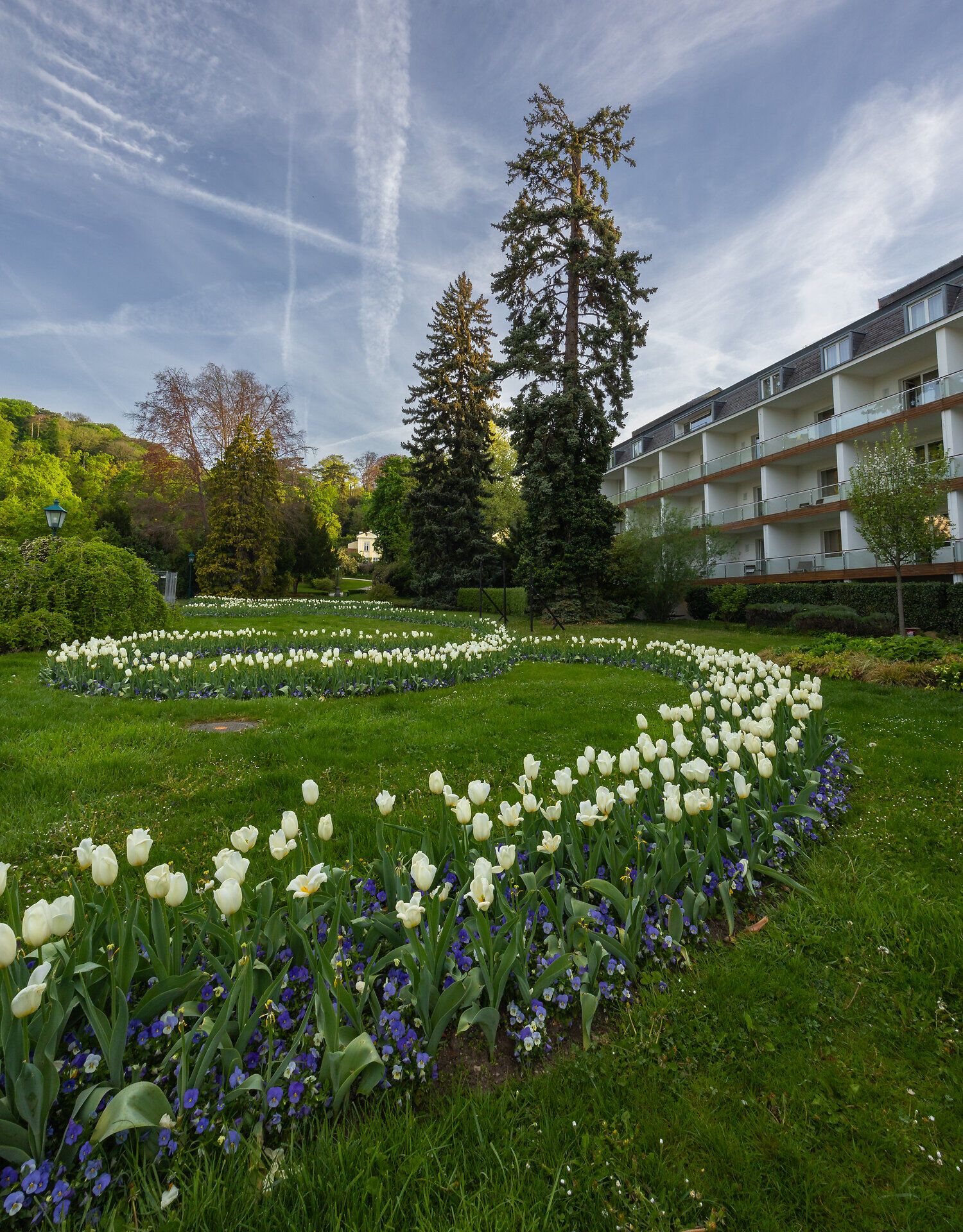 Ein malerischer Garten mit weißen Tulpen und blühenden Veilchen lädt zum Verweilen ein. Die sanften Hügel im Hintergrund und der strahlend blaue Himmel schaffen eine harmonische Atmosphäre, die zum Entspannen und Genießen der Natur einlädt.
