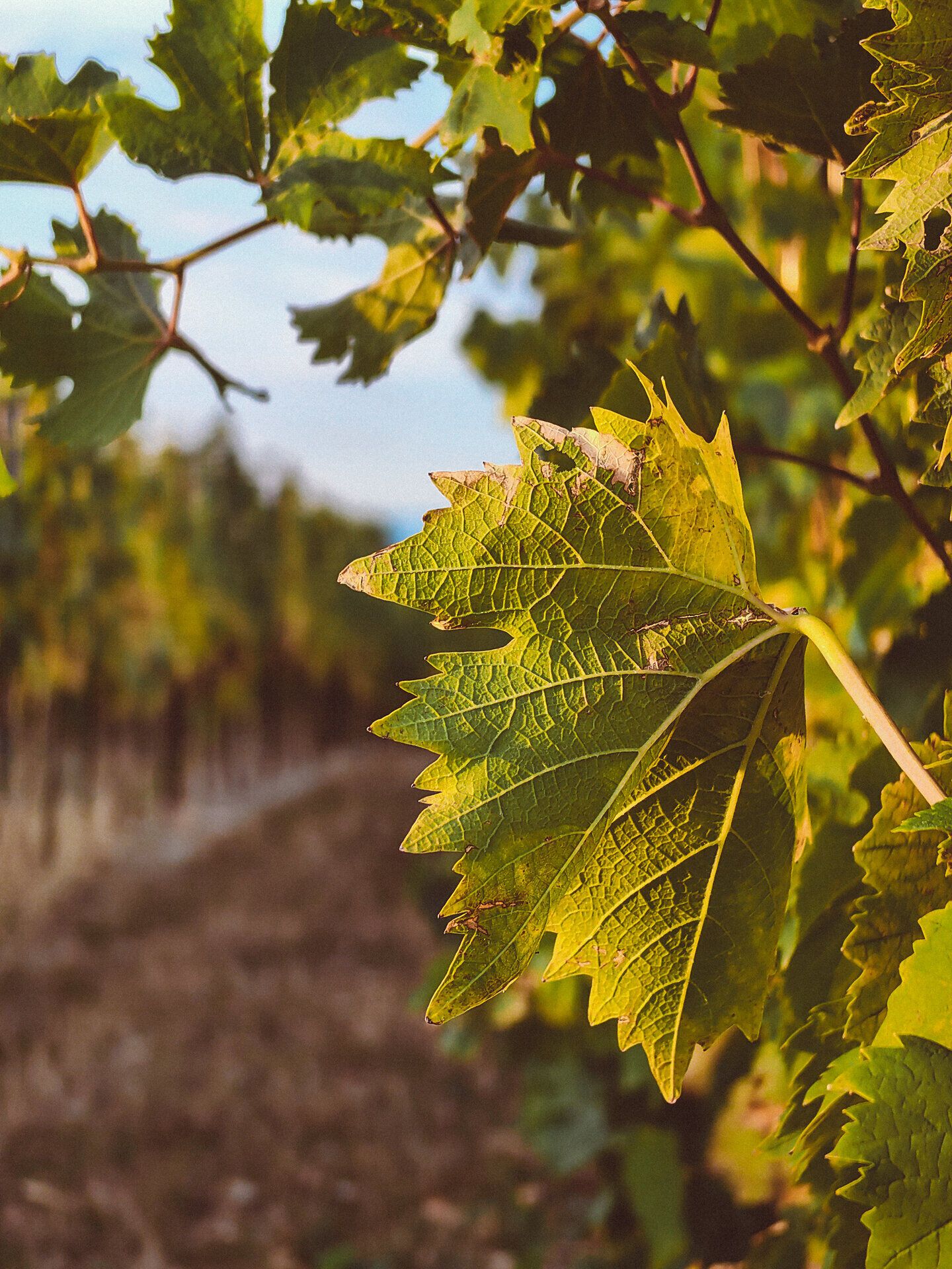 Die sanften Hügel und üppigen Weinreben laden zu einem entspannenden Spaziergang ein. Die warmen Sonnenstrahlen durchdringen das grüne Blätterdach und schaffen eine harmonische Atmosphäre, die die Sinne belebt.