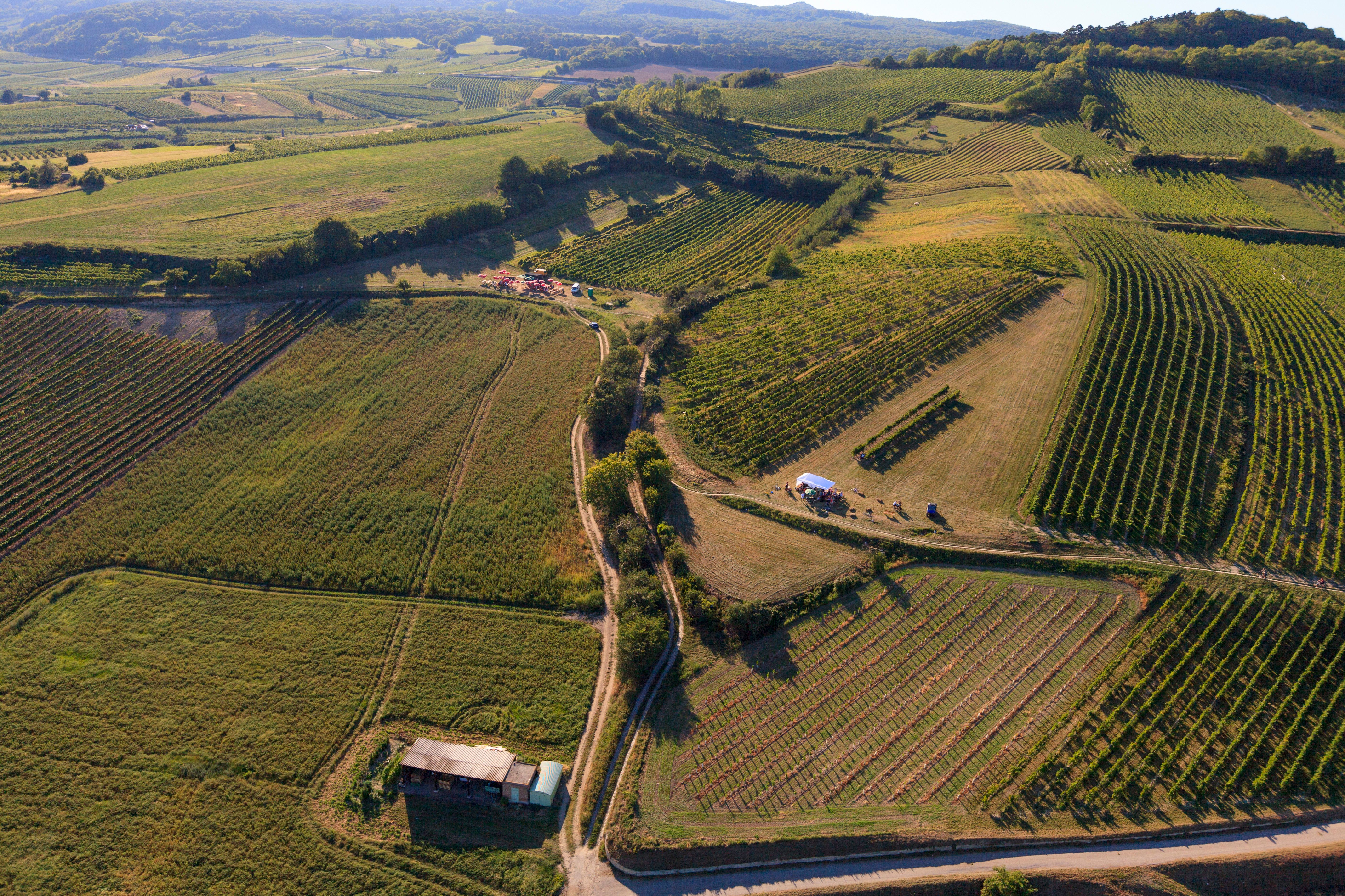 Blick von oben auf die Badener Weinberge