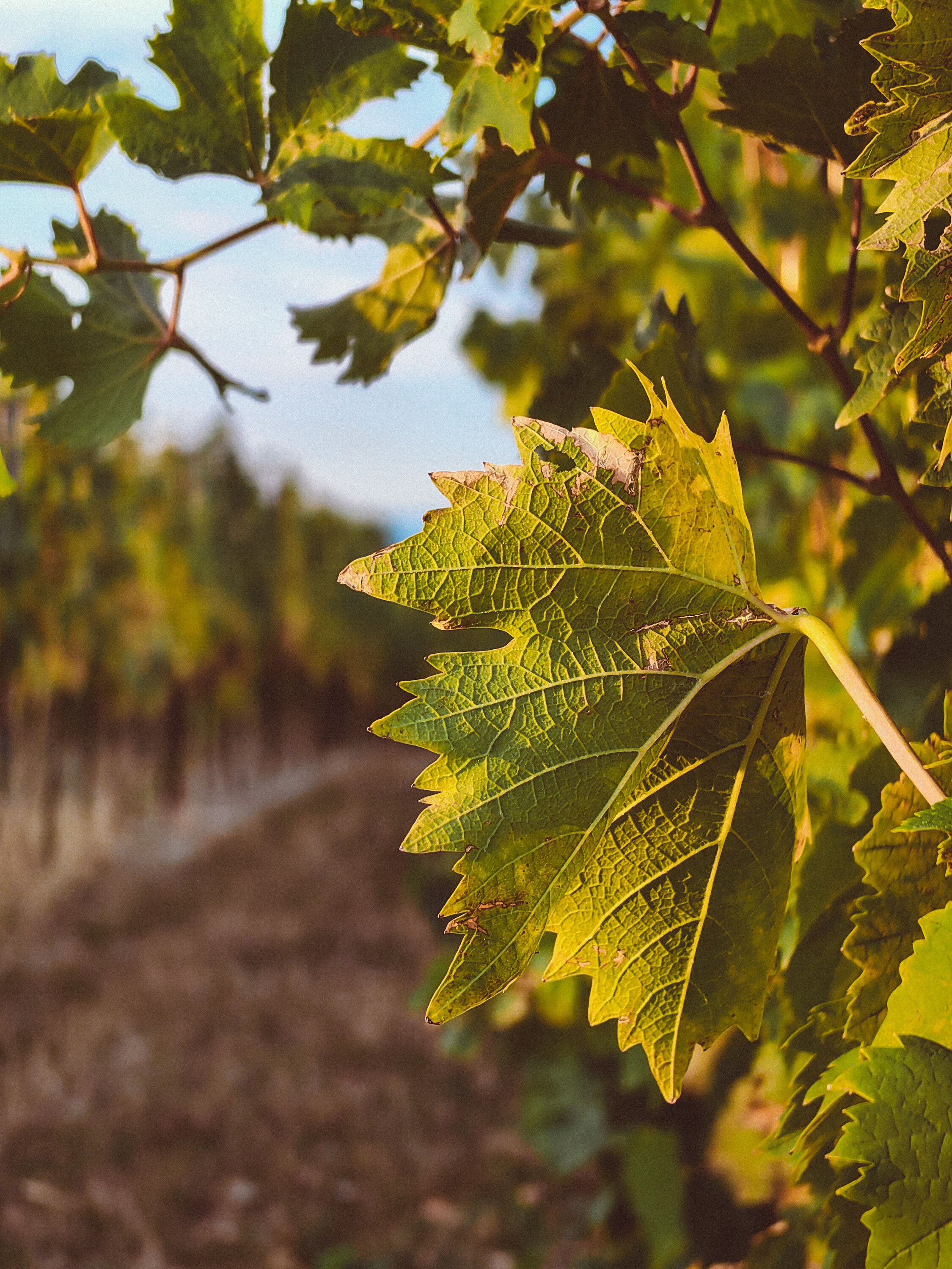 Die sanften Hügel und üppigen Weinreben laden zu einem entspannenden Spaziergang ein. Die warmen Sonnenstrahlen durchdringen das grüne Blätterdach und schaffen eine harmonische Atmosphäre, die die Sinne belebt.