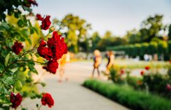 Badener Rosarium