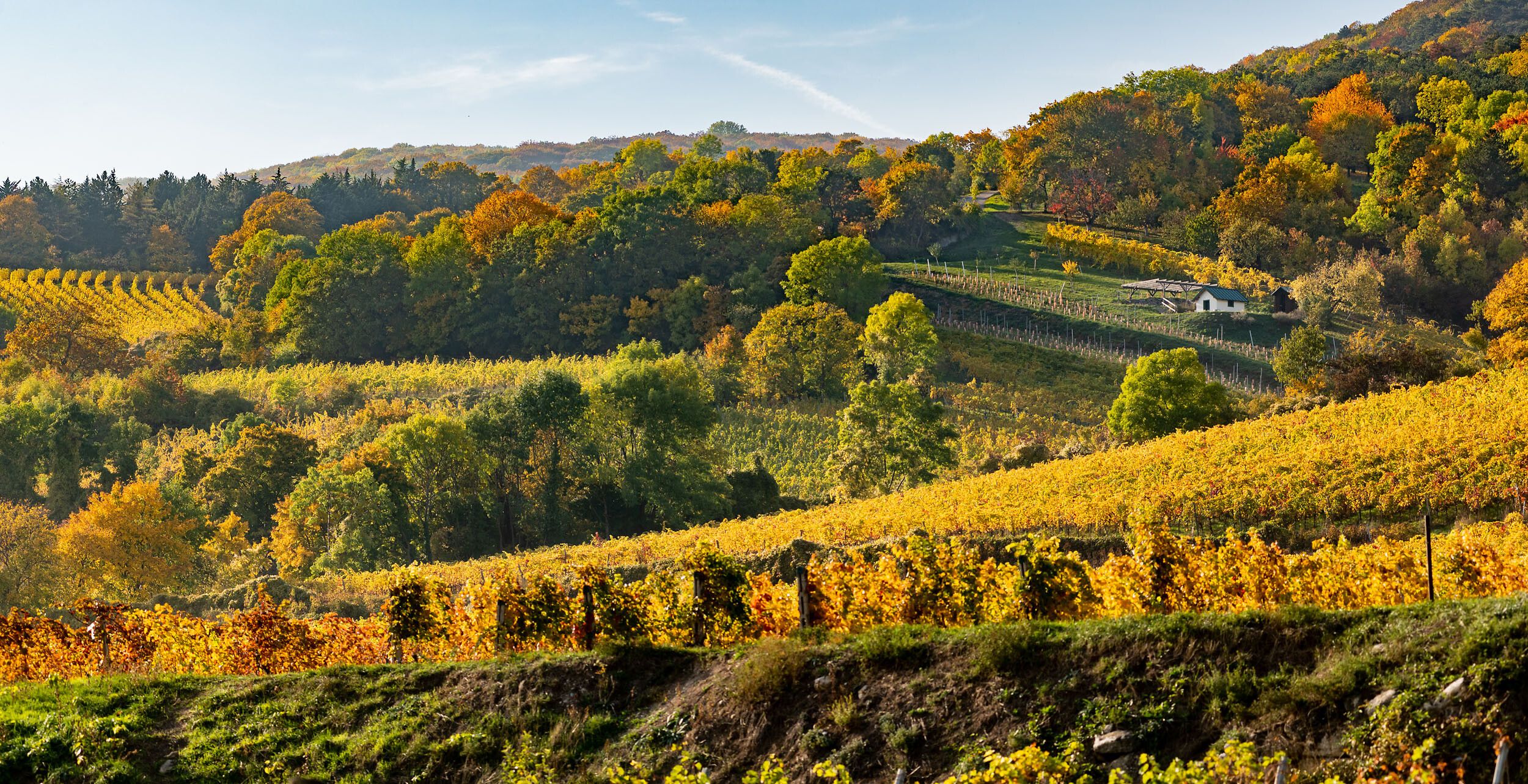 Die sanften Hügel der Weinregion sind in warmen Herbsttönen getaucht, während die Reben in voller Pracht stehen. Einladende Weinstände und fröhliche Gesichter versprechen genussvolle Stunden bei der Weinherbst-Veranstaltung. Hier wird die Tradition des Weinbaus lebendig und lädt zum Verweilen ein.