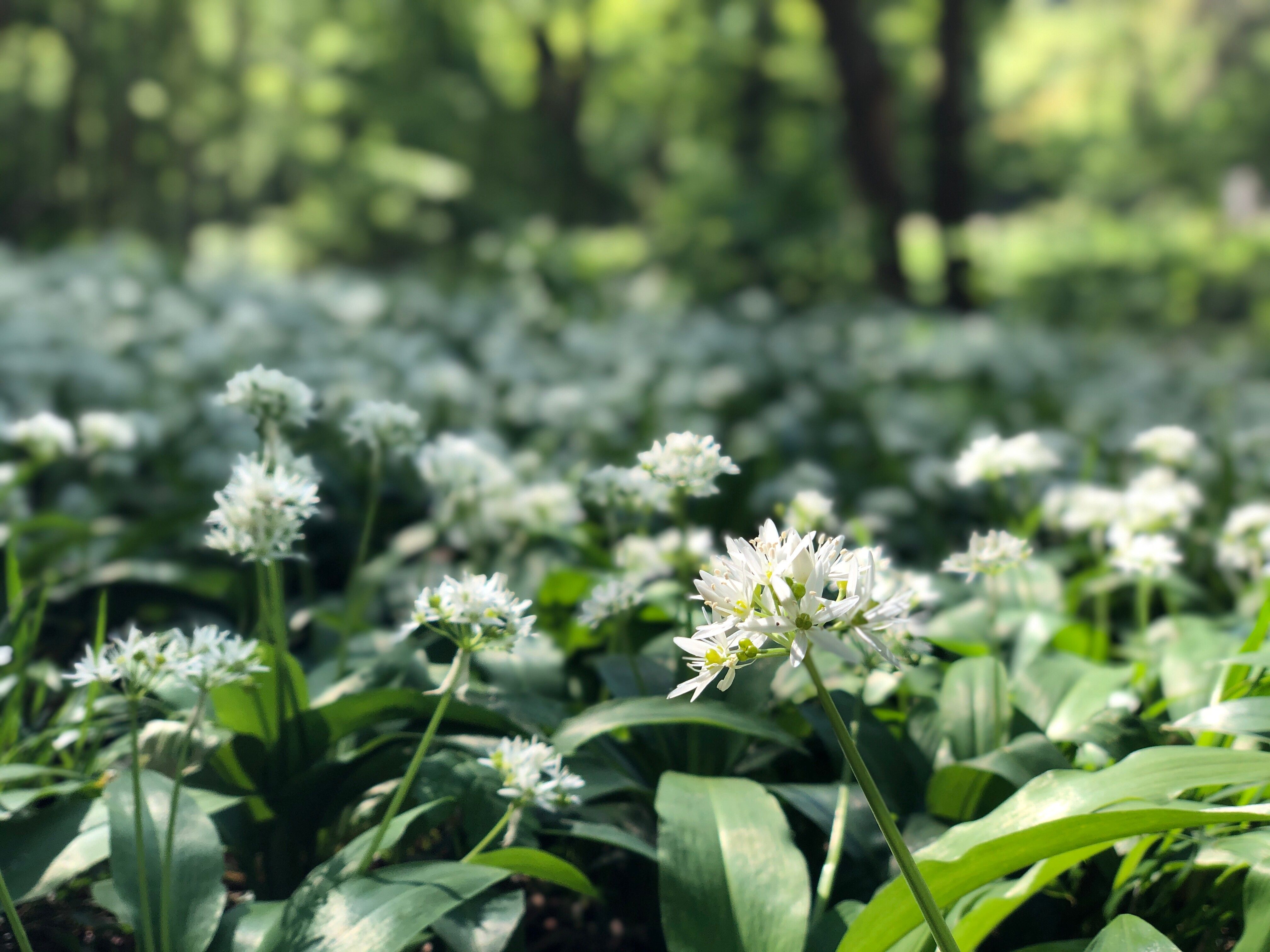 Inmitten des Naturparks Sparbach entfaltet sich ein zauberhaftes Meer aus Bärlauch, dessen zarte, weiße Blüten in der Frühlingssonne leuchten. Der süßliche Duft der Pflanzen erfüllt die Luft und lädt zu einem entspannenden Spaziergang durch die idyllische Landschaft ein.
