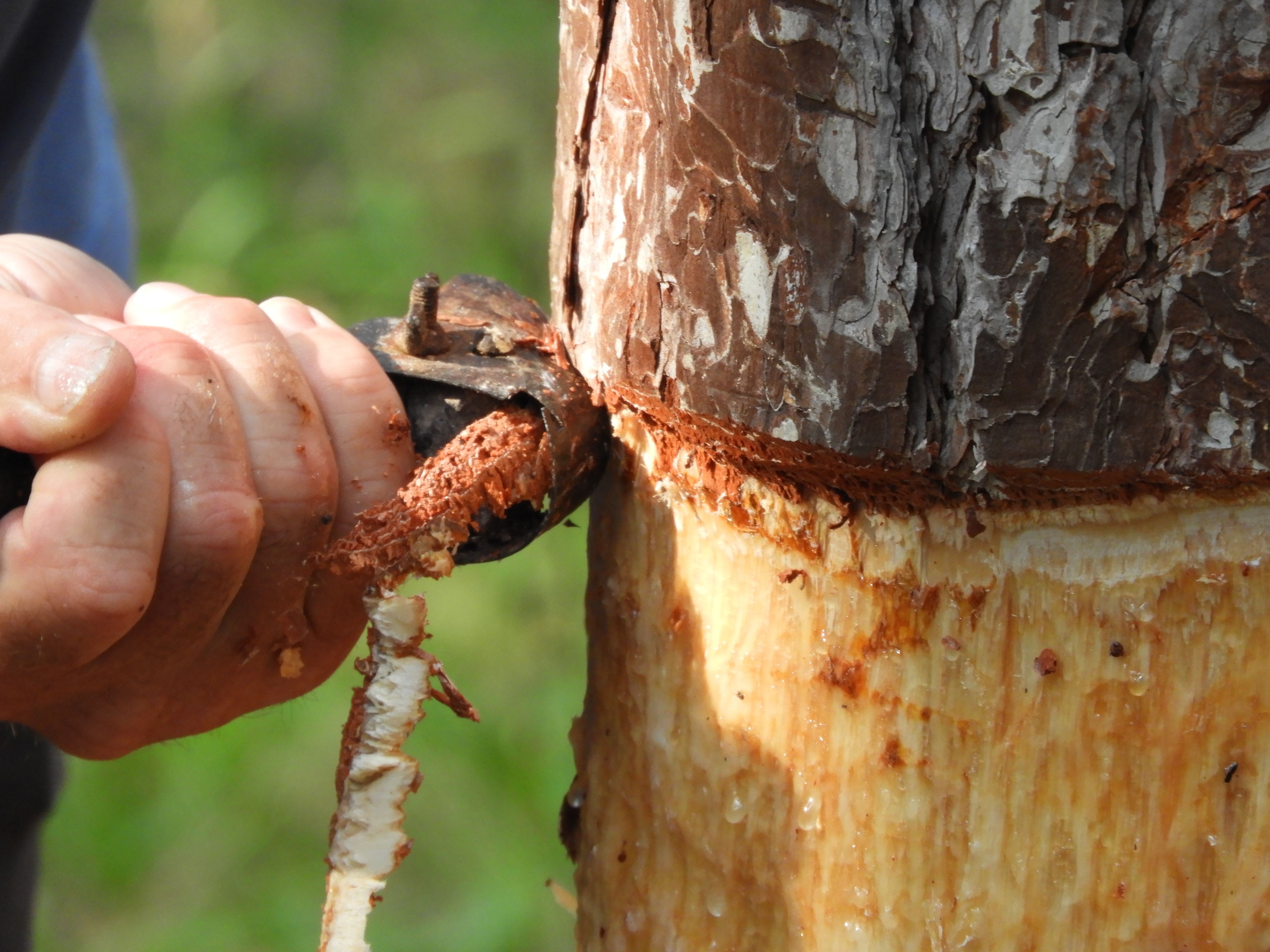 Im Triestingtal pflegen Pecher das traditionelle Handwerk der Harzgewinnung an Schwarzkiefern. Mit geübtem Geschick sammeln sie das wertvolle Harz aus den Baumrinden. Die dunklen Stämme zeugen von einer jahrhundertealten Praxis, die im Einklang mit der Natur steht und die stille Geschichte des Tals erzählt.
