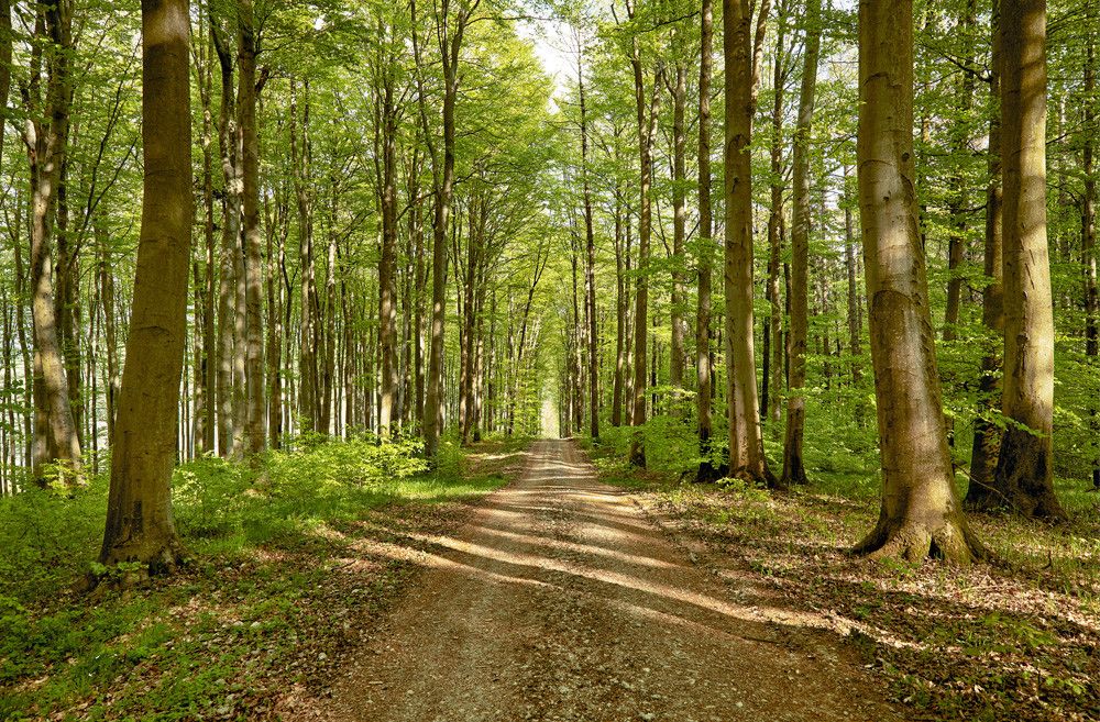 Wandern im Wienerwald
