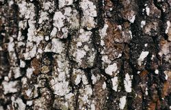 Die raue Baumrinde erzählt Geschichten von jahrzehntelanger Naturkraft und unberührter Wildnis. Hier, im Herzen des Wienerwaldes, spürt man die Ruhe und den Frieden, die nur die Natur bieten kann. Ein Ort, der zum Verweilen und Entdecken einlädt.