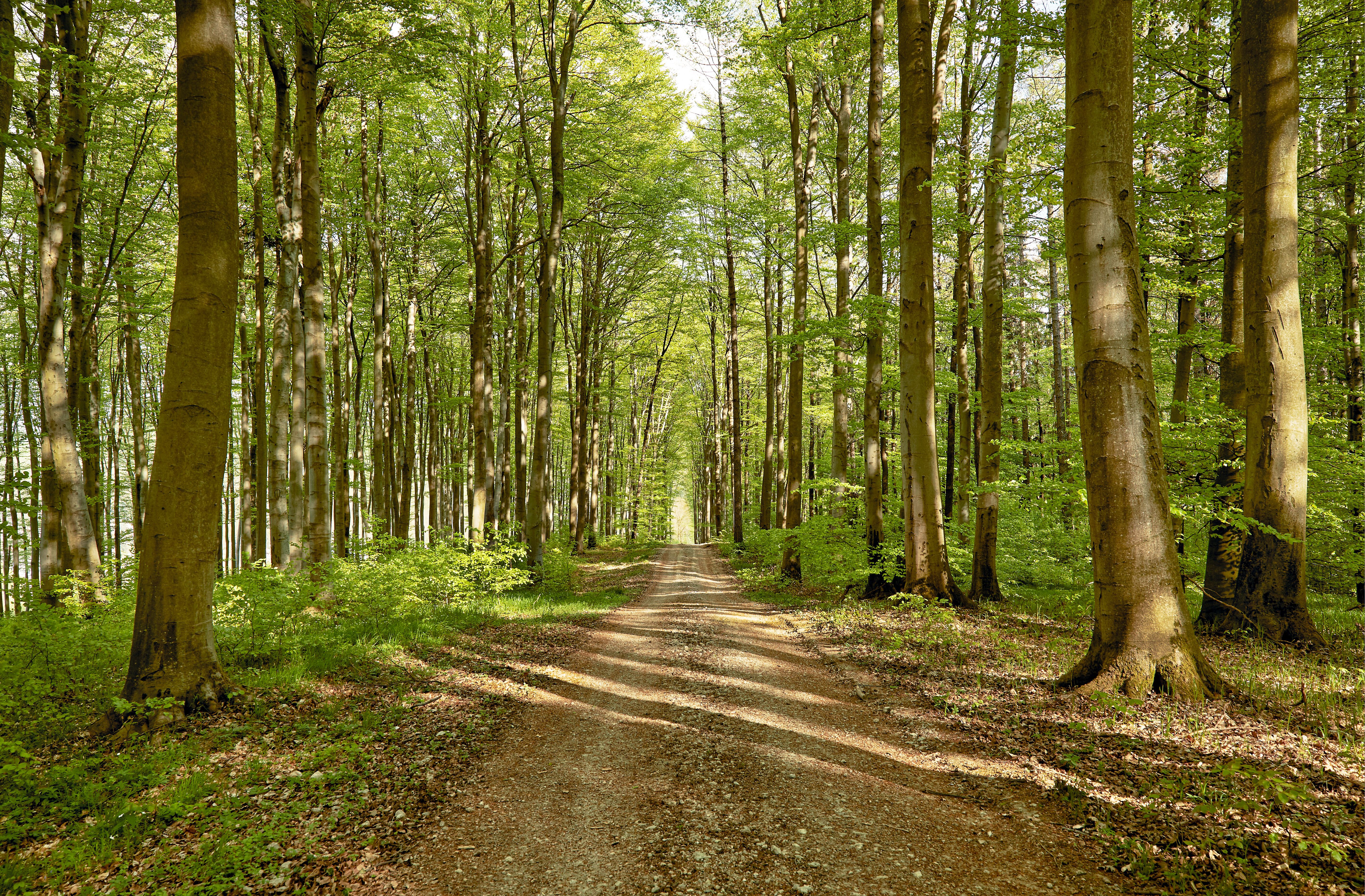 Ein sanfter Pfad schlängelt sich durch den üppigen Buchenwald, wo das Sonnenlicht durch das dichte Blätterdach tanzt. Die frische, klare Luft und das sanfte Rascheln der Blätter laden dazu ein, die Seele baumeln zu lassen und die Schönheit der Natur zu genießen.