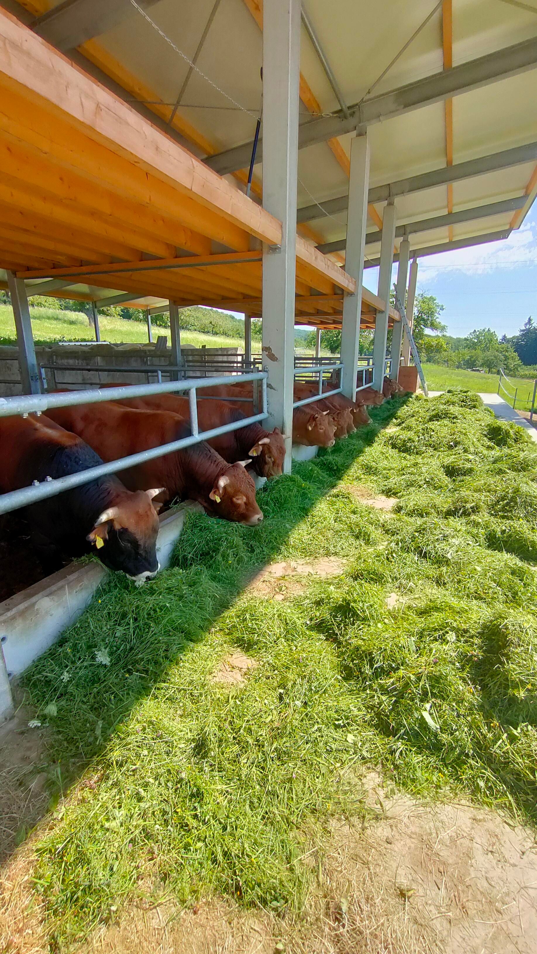 Cows eating grass in a covered barn on a farm.