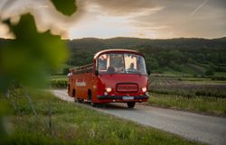 Roter Oldtimer-Panoramabus fährt in der Dämmerung eines warmen Sommertags durch die Weingärten der Thermenregion Wienerwald; sanfte Hügel und Rebzeilen umgeben die Strecke, der Buschauffeur lächelt am Steuer.