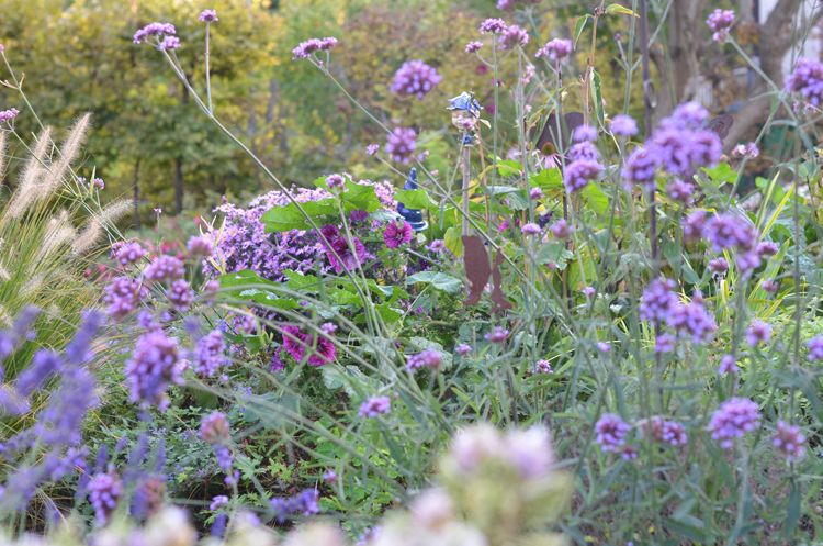 Ein herbstlicher Garten mit lila und rosa Blüten, umgeben von grünem Laub.