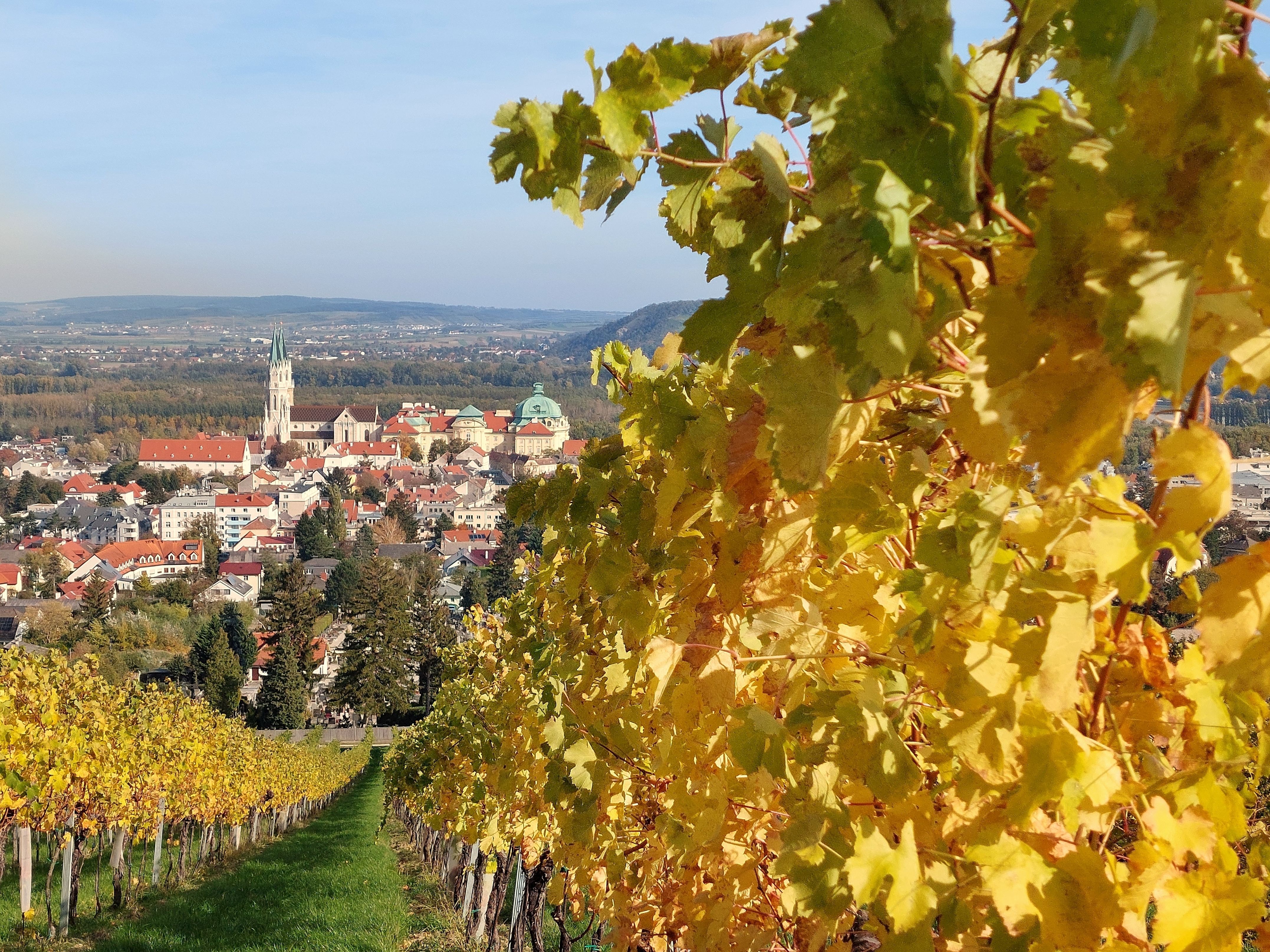 Herbstlich verfärbte Weingärten über Klosterneuburg mit Aussicht auf das Stift Klosterneuburg