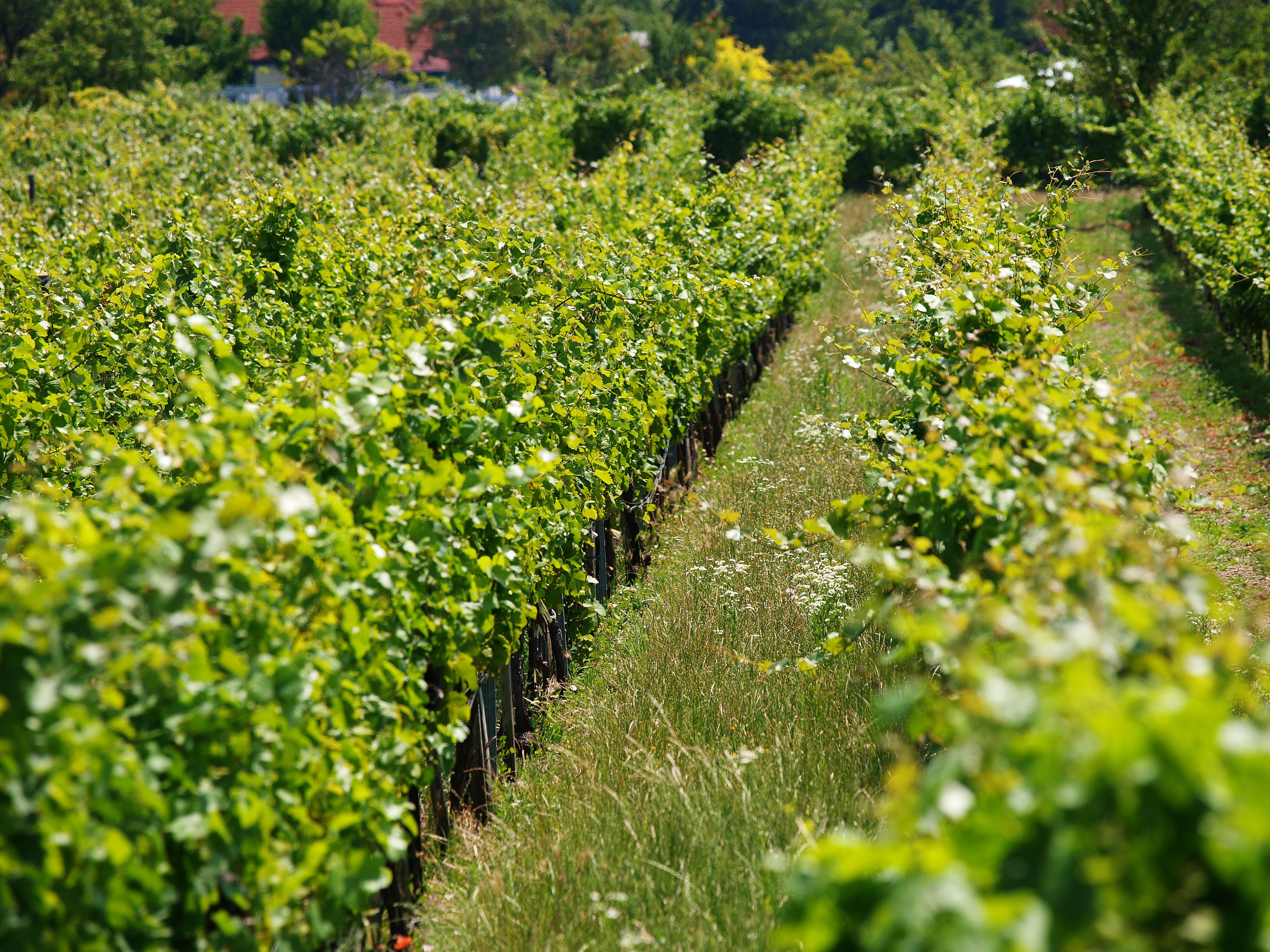 Reihen von grünen Weinreben in einem Weingarten.