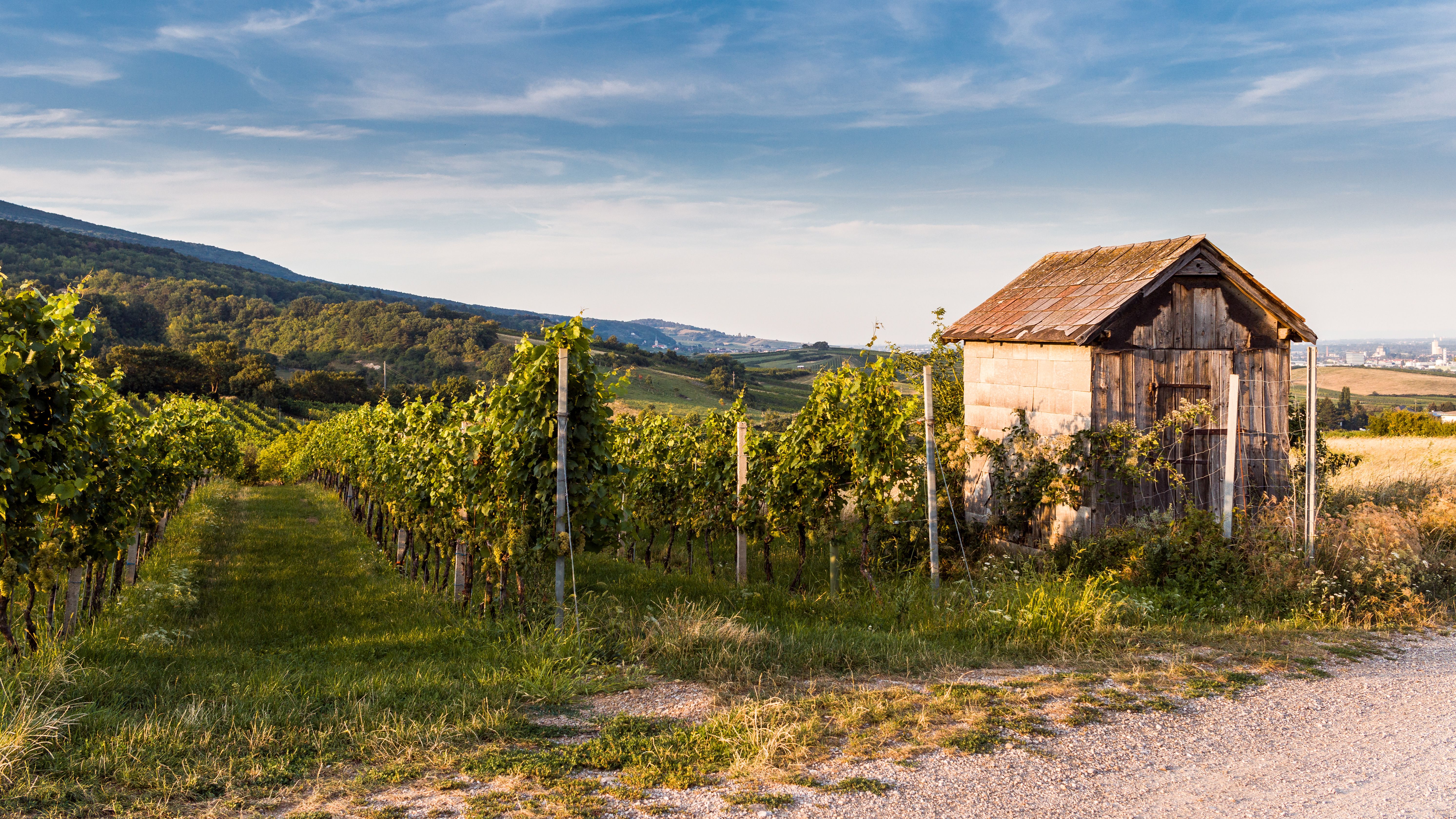 Weinberge Baden