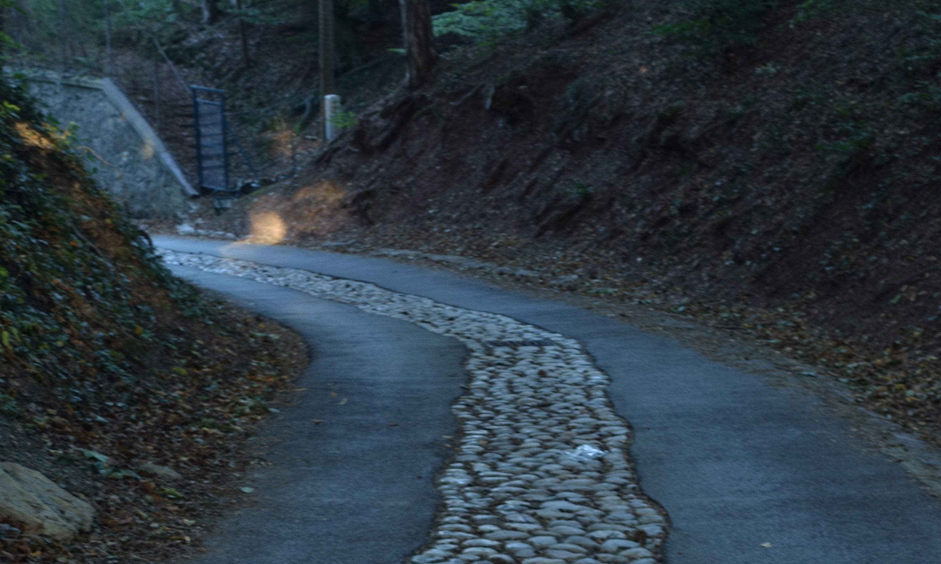 Ein schmaler Pfad, der sich durch dichtes Waldgebiet windet, leitet die Schritte ins Grüne. Im Zentrum liegen runde Steine, gepflastert mit der handfesten Ruhe alter Zeiten. Die Ränder präsentieren sich wild und grün, als seien sie eigens für Abenteurer:innen gemacht. Bäume umrahmen den Weg, recken sich dem Himmel entgegen, als wollten sie ihn berühren. 