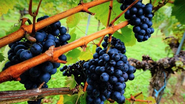Nahaufname von dunklen Weintrauben an einem Weinstock.