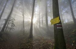 Der herbstliche Wienerwald liegt im dichten, silbrigen Nebel, durch den ein einzelner Sonnenstrahl schräg zwischen den Baumstämmen hindurchfällt und den Waldboden in warmes Licht taucht. Am Wegesrand stehen mehrere gelbe Wegweiser mit den Aufschriften „Araburg“, „Gerichtsberg“ und „Kaumberg“, die Wandernden die Richtung weisen. Die leuchtenden Schilder heben sich deutlich vom gedämpften Grau des Nebels und den goldbraunen Blättern ab und verleihen der Szene im Wienerwald eine ruhige, mystische Stimmung.