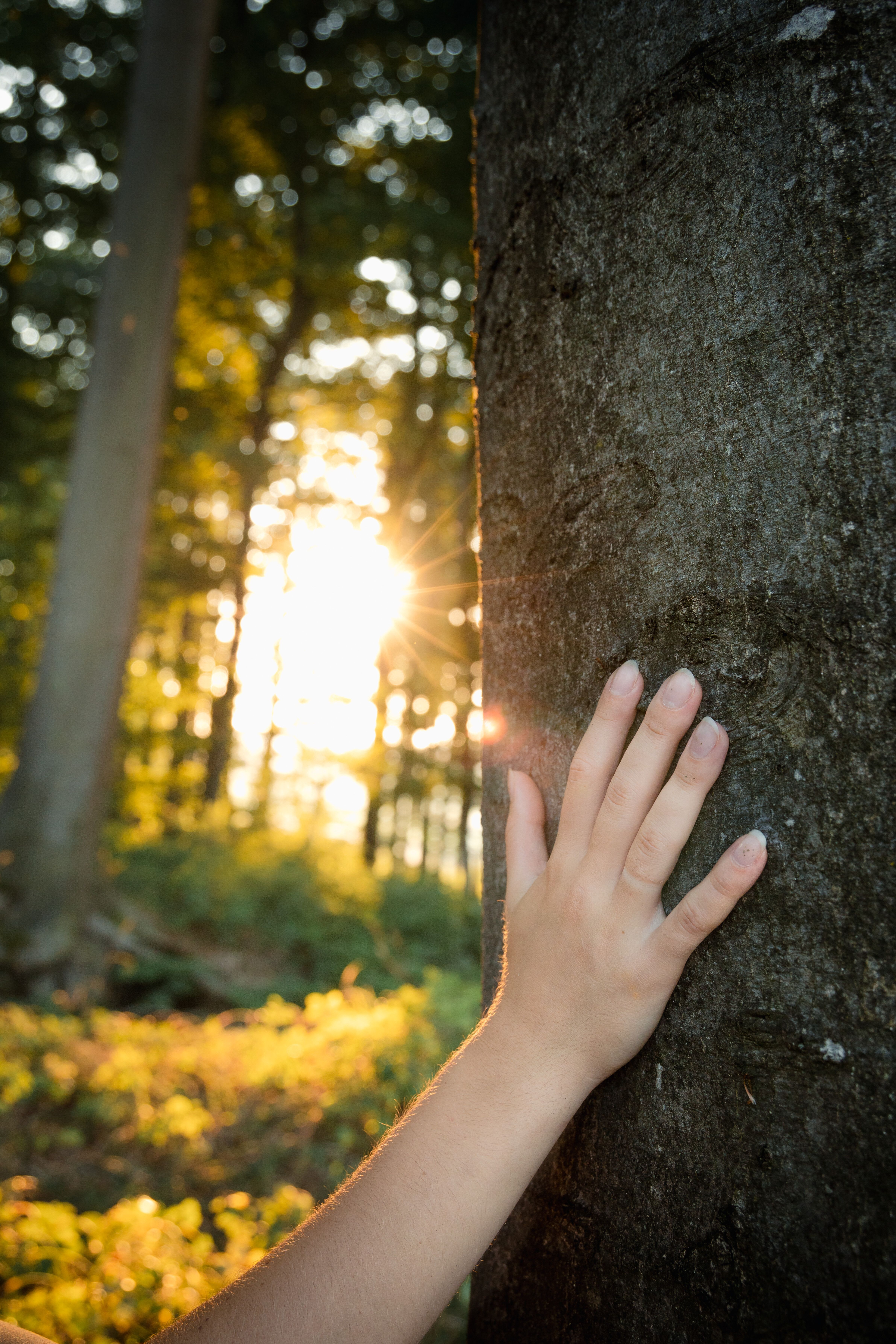 Sanfte Sonnenstrahlen durchdringen das dichte Blätterdach und tauchen den Wald in ein warmes Licht. Eine ruhige Atmosphäre umgibt die Szenerie, während die Hand sanft den rauen Baumstamm berührt und die Verbundenheit zur Natur spürbar wird.