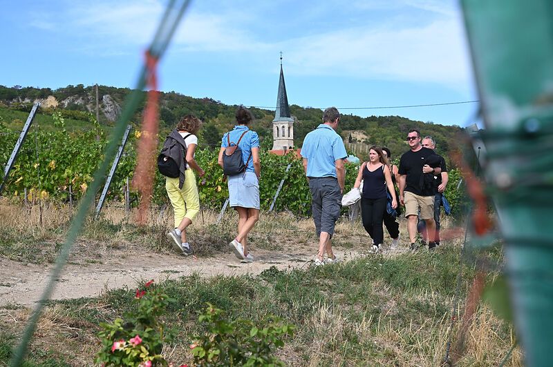 Weinwandern am Wiener Wasserleitungswanderweg vor Gumpoldskirchen