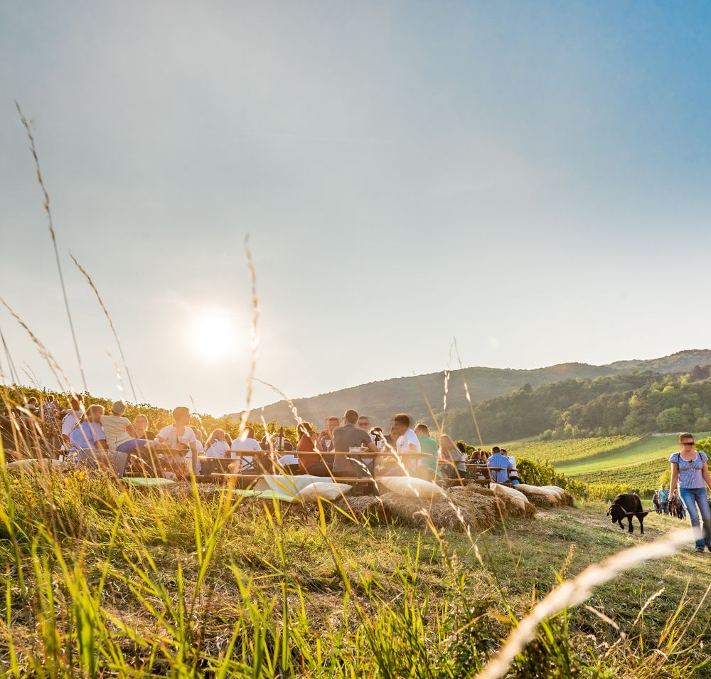 In der warmen Abendsonne versammeln sich Menschen auf einer malerischen Wiese, um die Schönheit der Natur zu genießen. Die sanften Hügel und die üppigen Weinreben schaffen eine einladende Atmosphäre, die zum Verweilen einlädt. Hier wird der Sommer in vollen Zügen gefeiert, während das Lachen und die Gespräche der Besucher die Luft erfüllen.