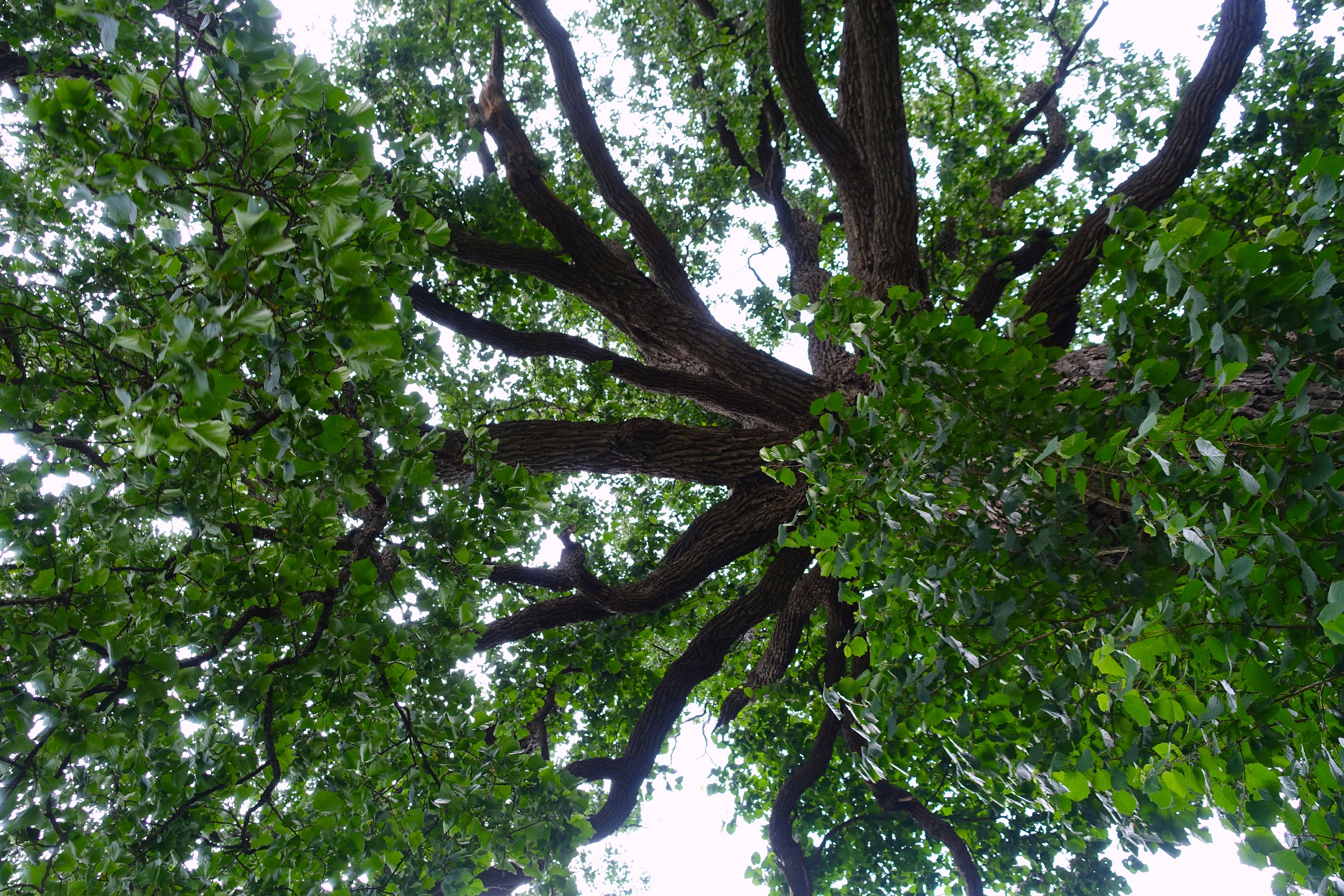 Die uralte Allander Türkenhasel – ein markanter Baum auf einem Hügel am Weissenweg, kerzengerade wachsend.