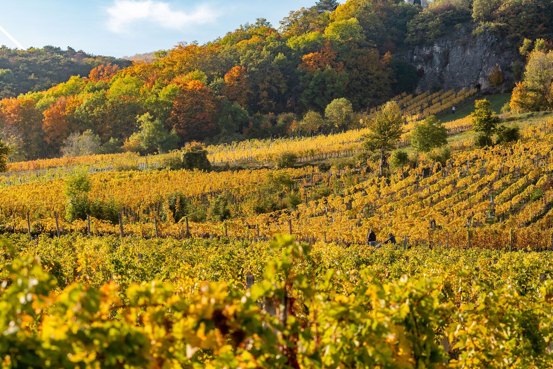 Inmitten der goldenen Weinreben strahlt die herbstliche Landschaft in warmen Farben. Die sanften Hügel laden dazu ein, die frische Luft zu genießen und die köstlichen Weine der Region zu verkosten. Ein perfekter Ort, um die Schönheit des Weinherbstes zu erleben.