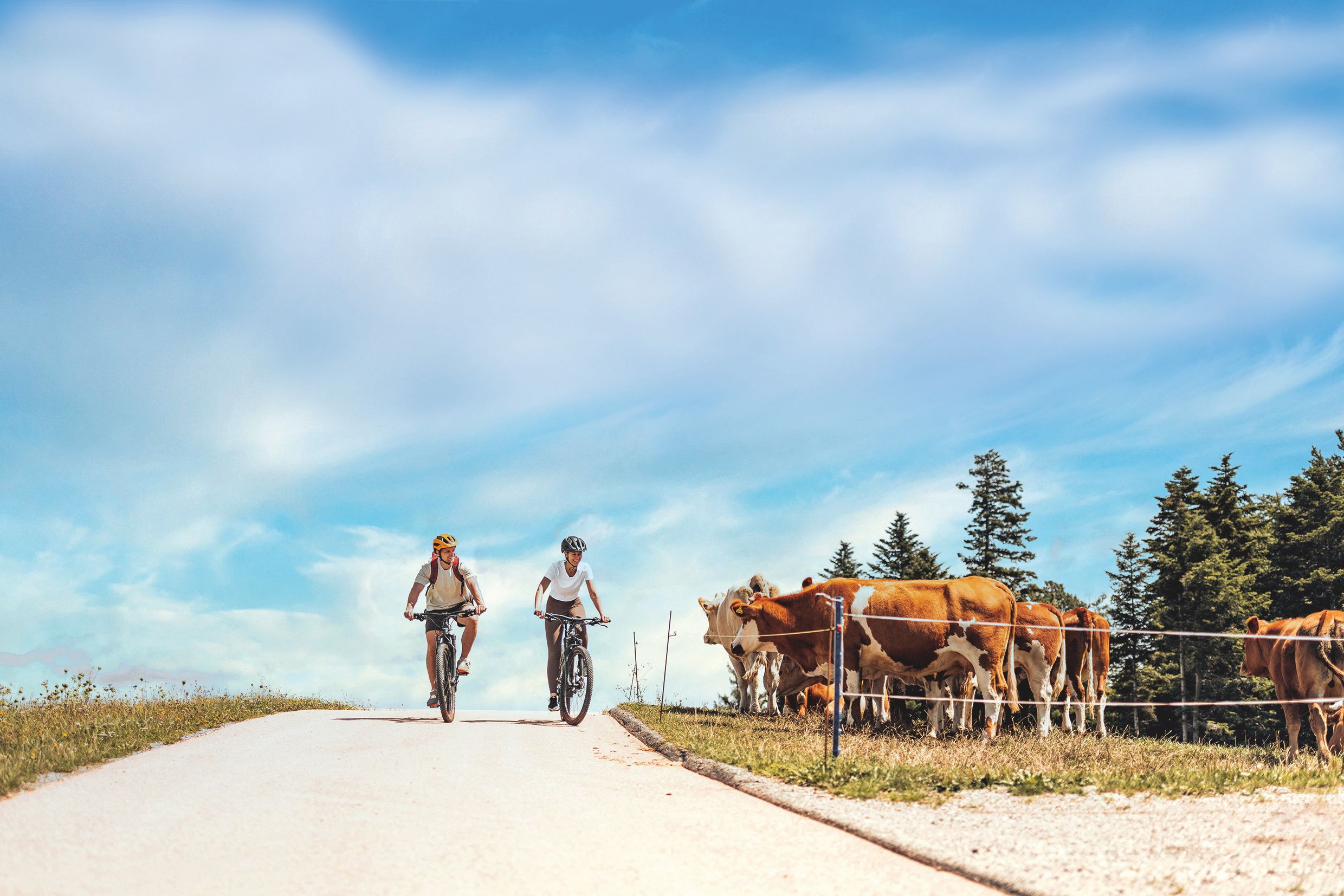 Eine Frau und ein Mann fahren an einem warmen Sommertag bei strahlendem Sonnenschein entlang eines Radweges. Daneben befinden sich Kühe auf der Weide. 