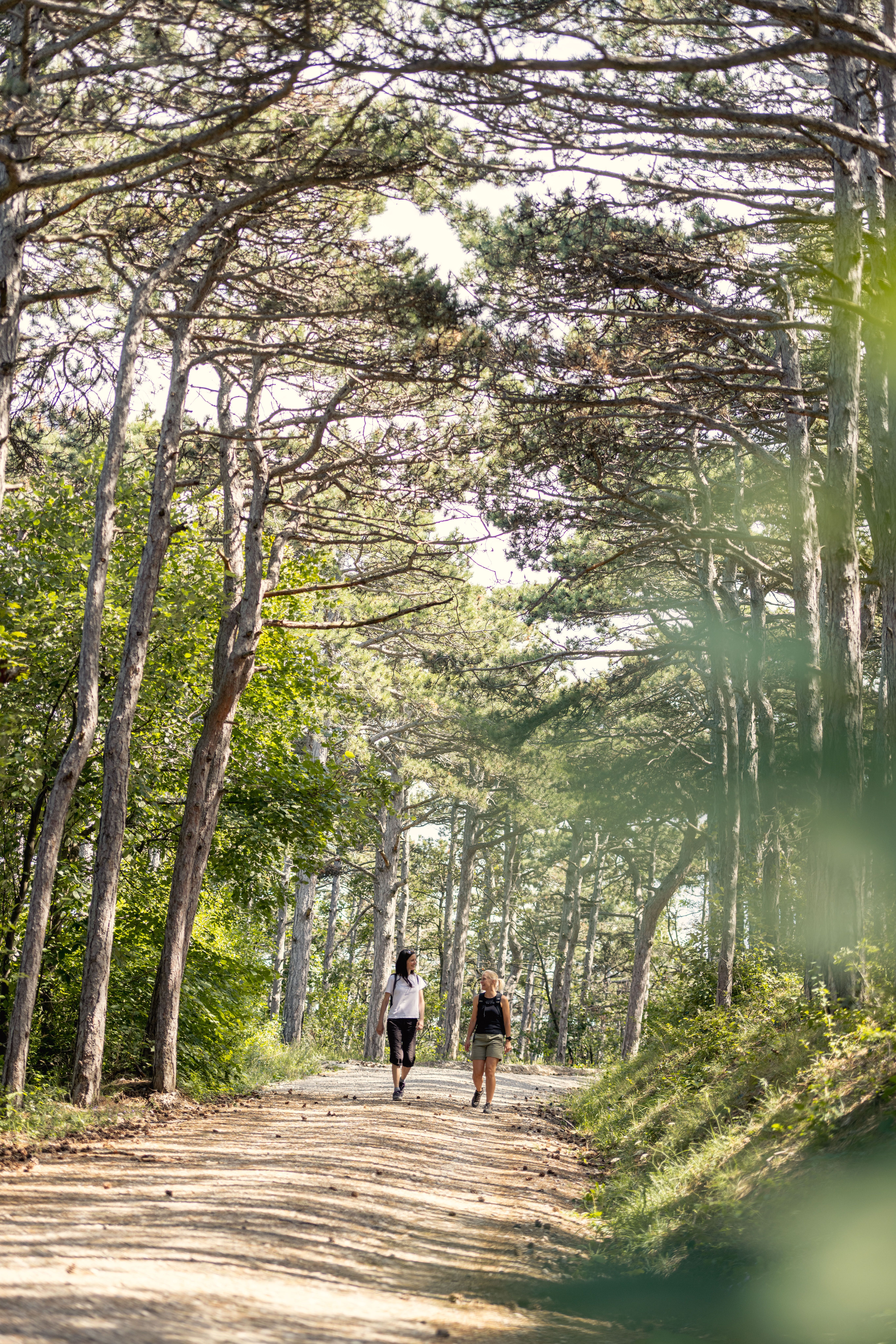 Ein sanfter Wanderweg schlängelt sich durch einen malerischen Wald, umgeben von hohen Schwarzföhren, die im Licht der Nachmittagssonne schimmern. Die frische, klare Luft und das sanfte Rascheln der Blätter schaffen eine einladende Atmosphäre für Naturliebhaber und Wanderfreunde.