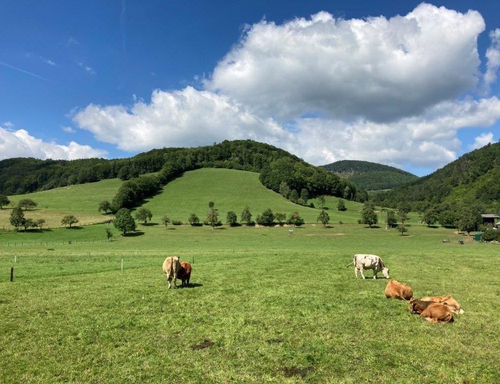 Promenadenweg Kühe und Berge