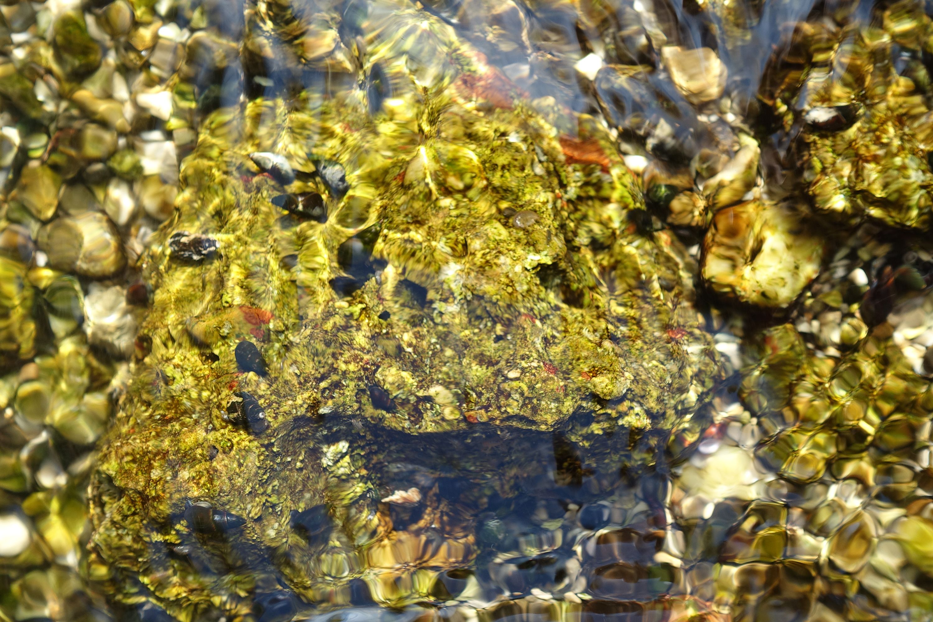 Thermalwasserschnecken im klaren Wasser in Bad Vöslau, genauer gesagt die Kahnschnecke, die Pechschnecke und die Zwergquellschnecke. 