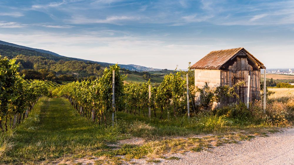 Weingartenwanderung