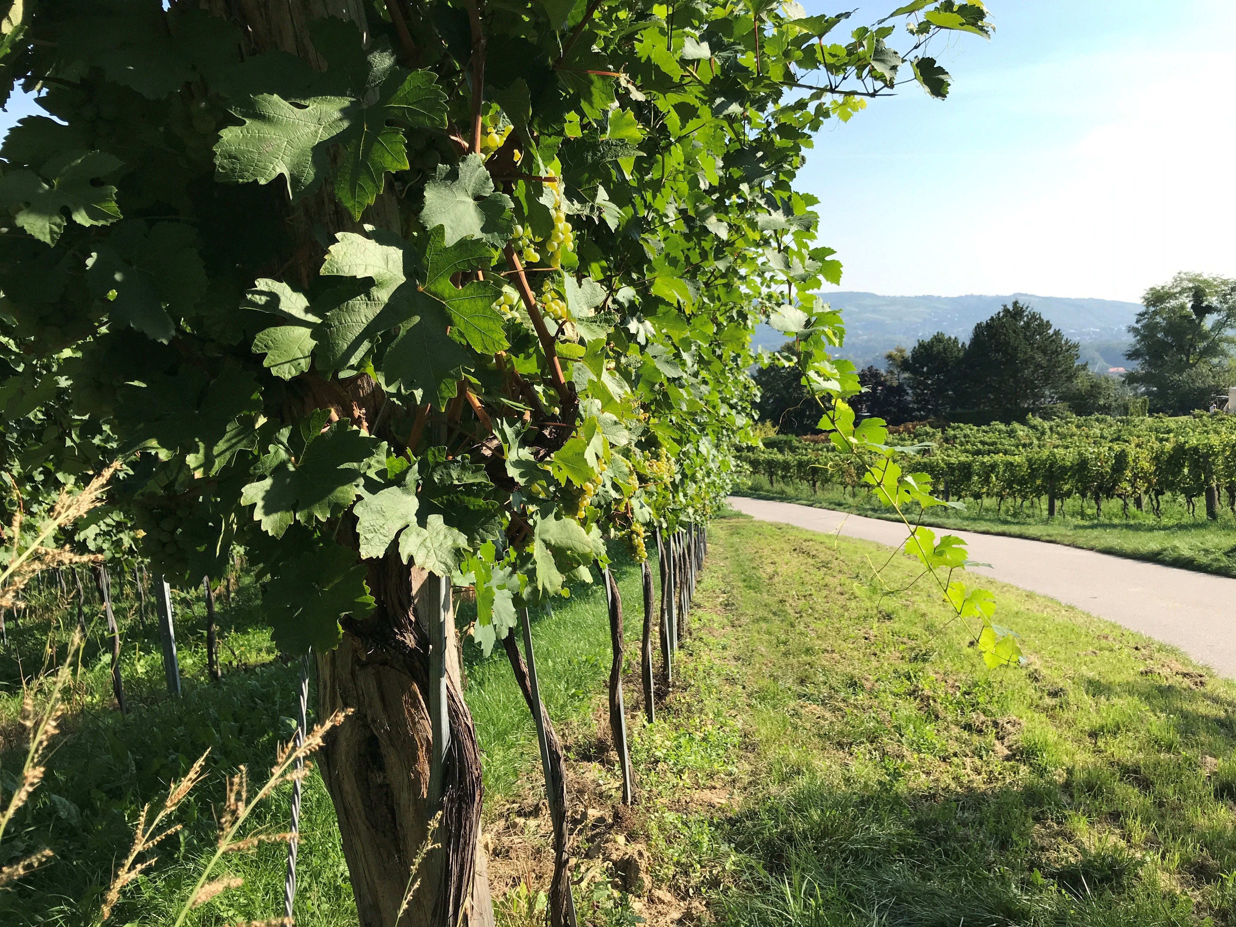 Eine sanft ansteigende Radtour führt vorbei an den blühenden Weingärten von Klosterneuburg.