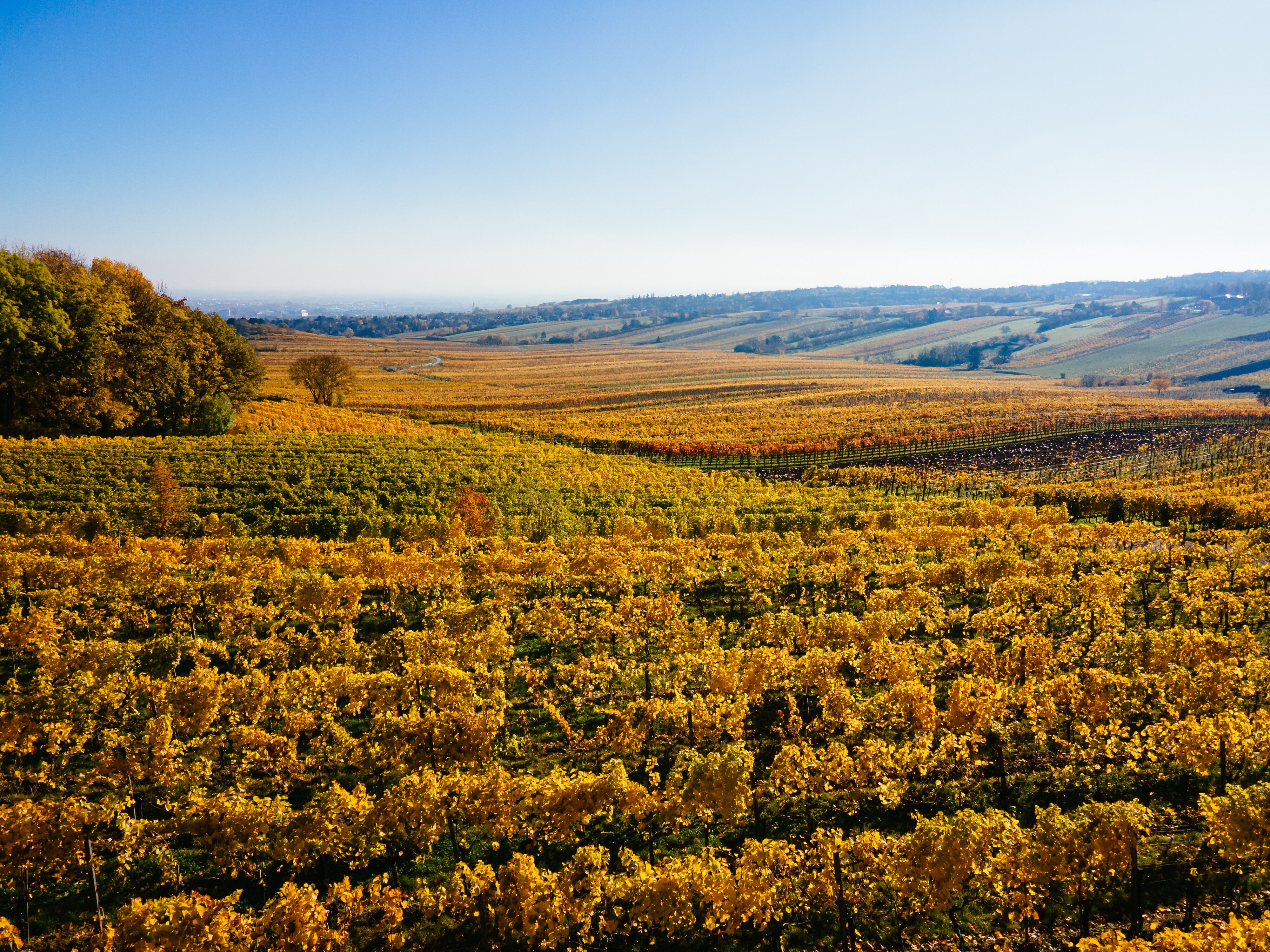 Die sanften Hügel, bedeckt mit goldenen Weinreben, strahlen im warmen Licht der Herbstsonne. Ein sanfter Wind weht durch die Landschaft und trägt den süßen Duft des Weins mit sich, während die Natur in voller Farbenpracht erblüht. Hier, wo die Weintradition lebendig ist, lädt die Umgebung zu genussvollen Erlebnissen ein.