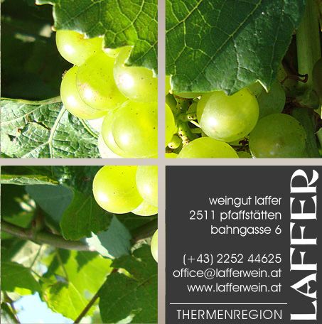 Grüne Trauben und Kontaktdaten des Weinguts Laffer.
