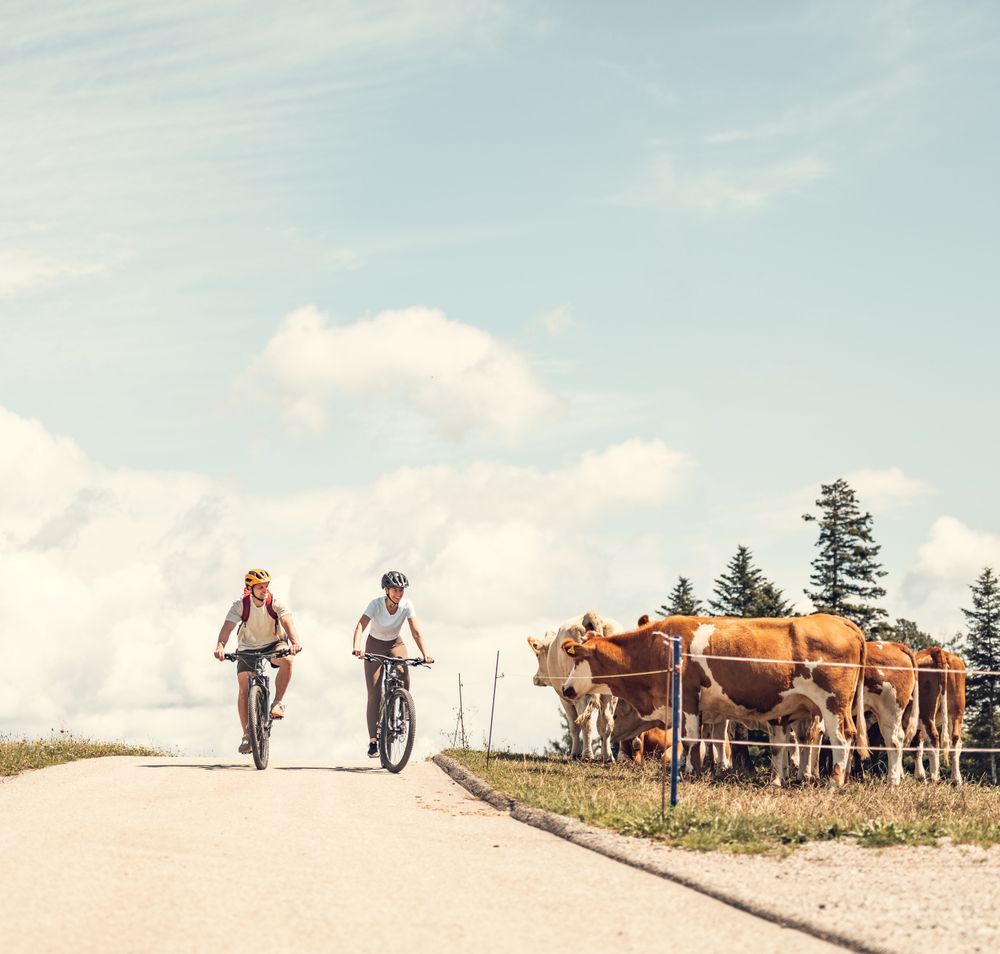 Eine Frau und ein Mann fahren an einem warmen Sommertag bei strahlendem Sonnenschein entlang eines Radweges. Daneben befinden sich Kühe auf der Weide. 
