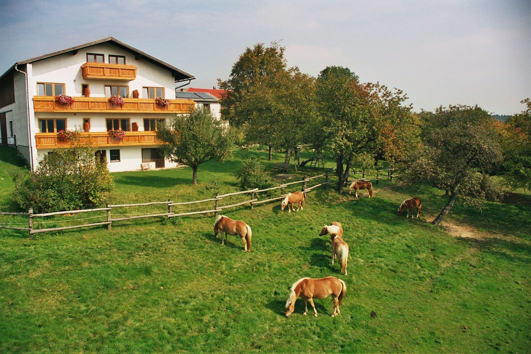 A white house with wooden balconies and blooming flowers, surrounded by a green meadow with grazing horses and trees.