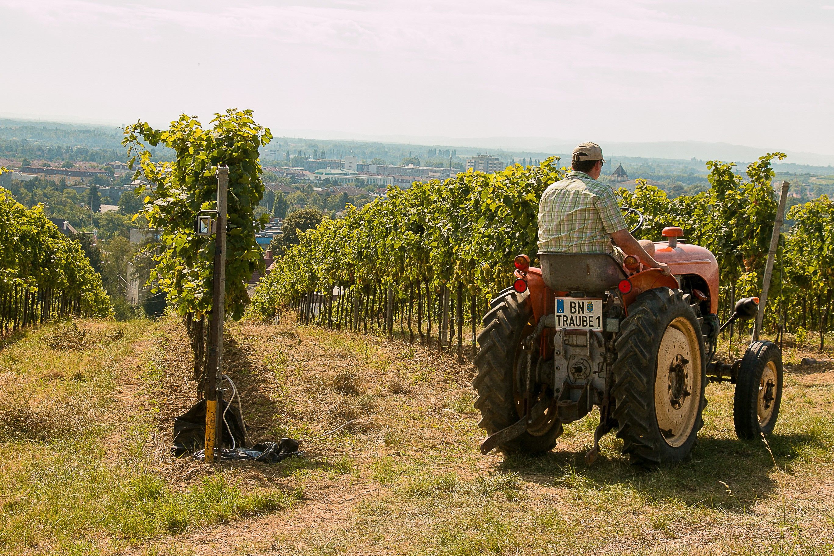 Ein Mann fährt in den Weinbergen in der Thermenregion an einem sonnigen Tag. Darauf zu sehen sind auch viele Weinstöcke und ein Weitblick in die Weinberge.
