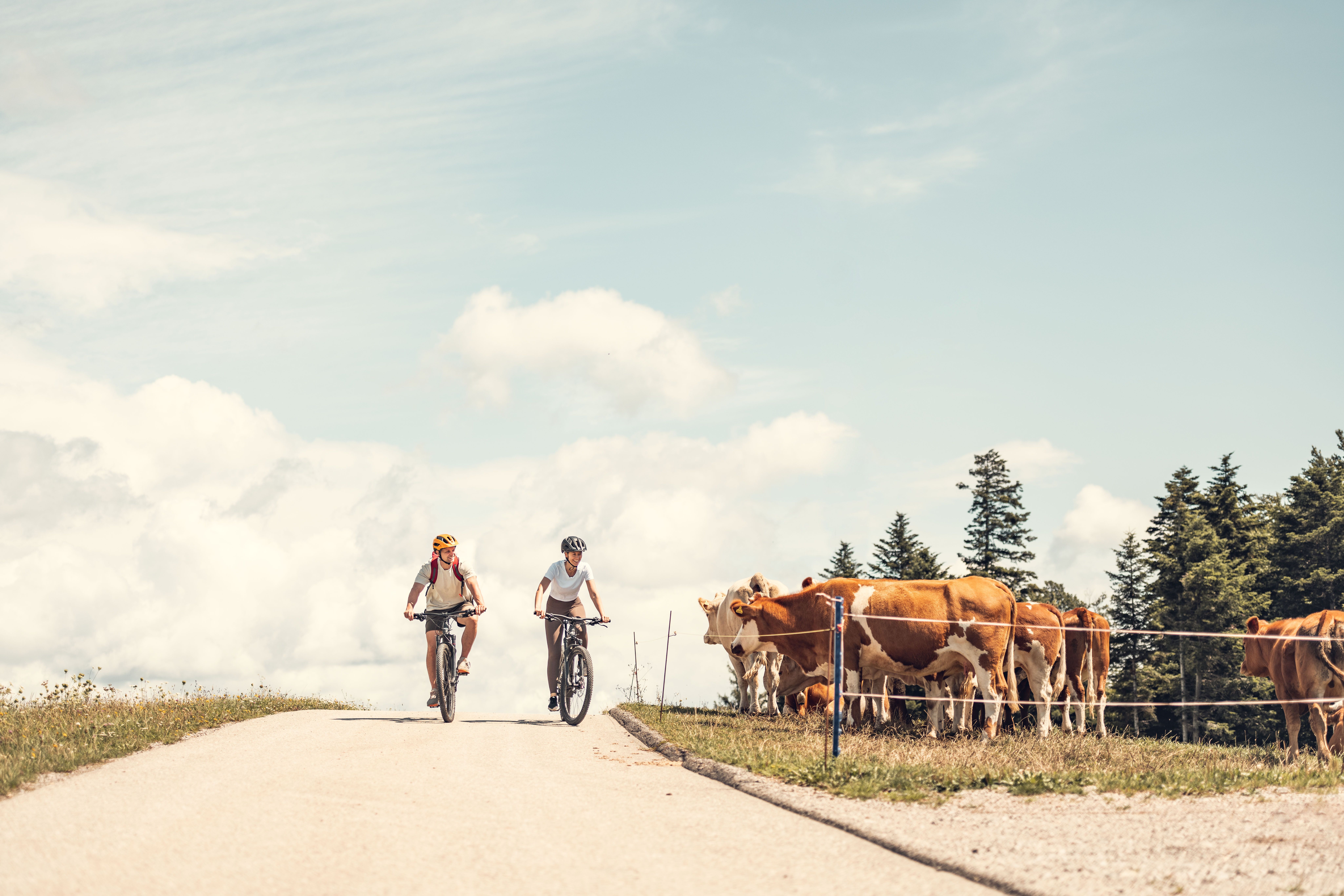 Eine Frau und ein Mann fahren an einem warmen Sommertag bei strahlendem Sonnenschein entlang eines Radweges. Daneben befinden sich Kühe auf der Weide. 