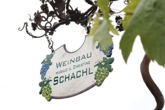 Weinbau Schachl, © Wienerwald Tourismus/Kerstin Semmelmeyer