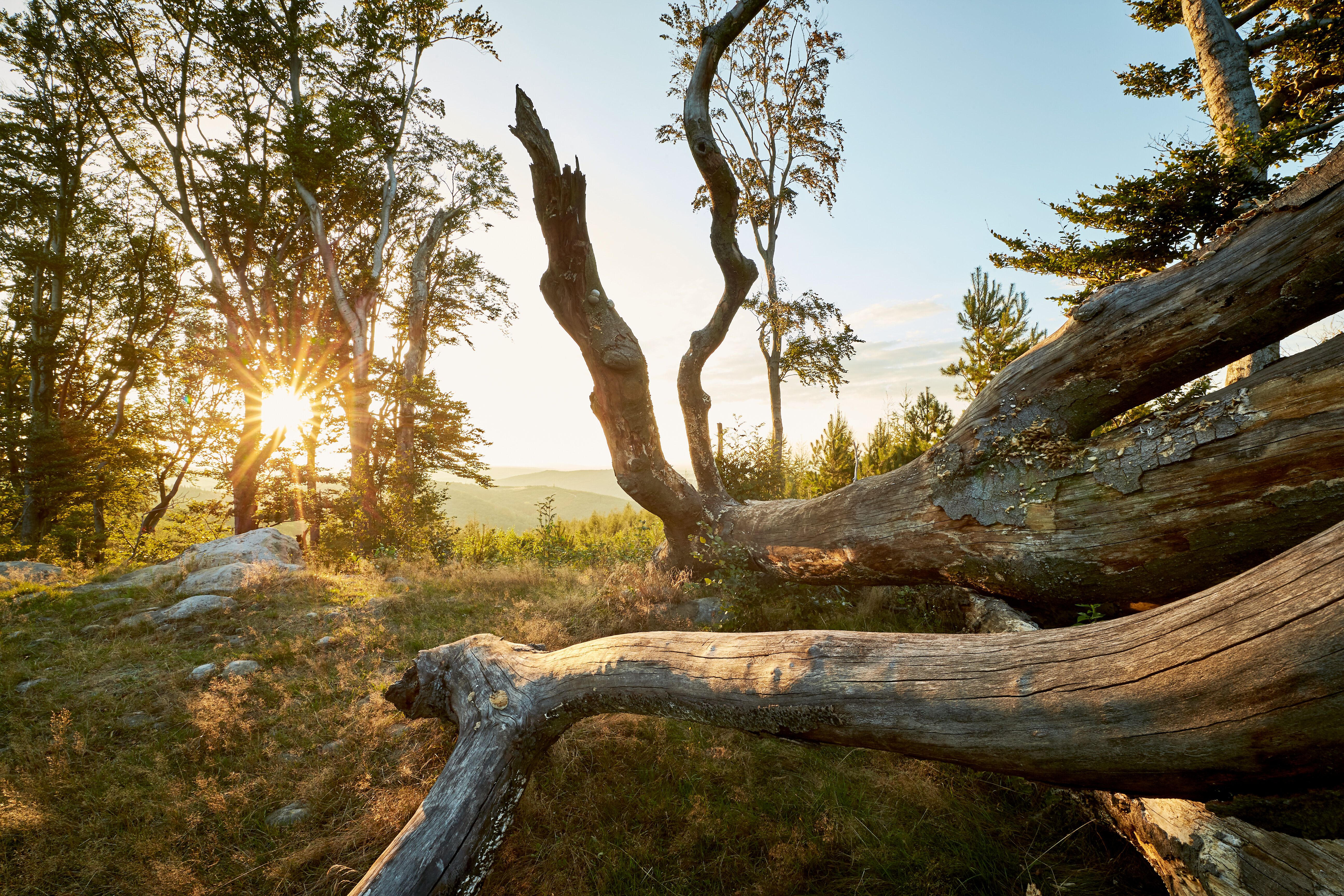 Die sanften Hügel des Wienerwaldes erstrahlen im warmen Licht des Sommerabends. Alte, knorrige Bäume umrahmen die Aussicht und laden dazu ein, die Ruhe der Natur zu genießen. Ein perfekter Ort, um die Seele baumeln zu lassen und die Schönheit der Landschaft zu erleben.